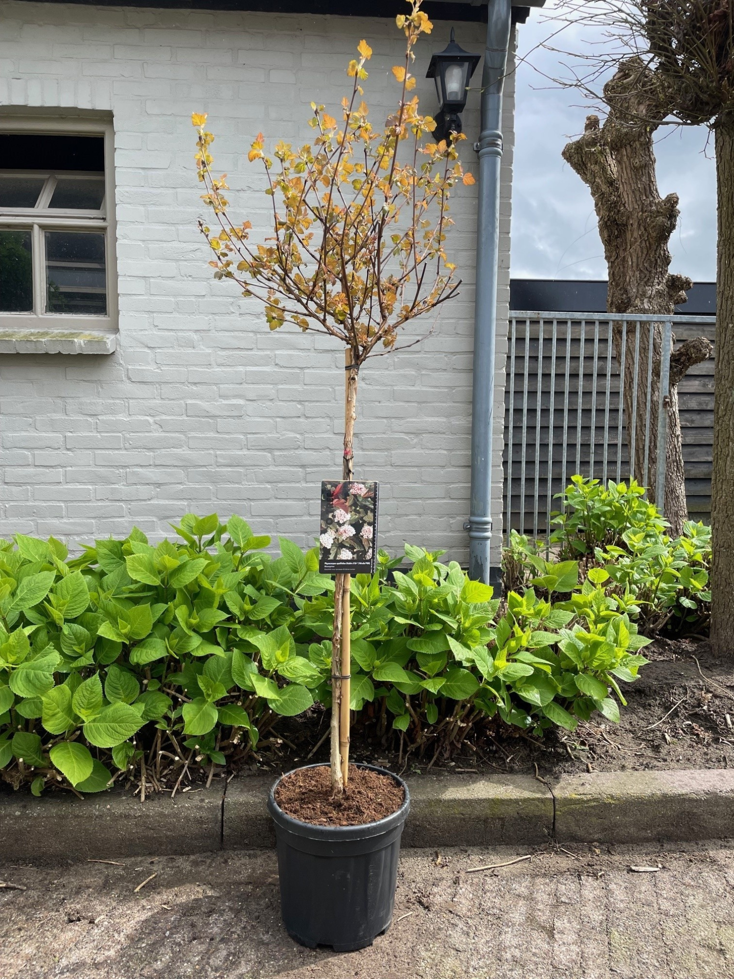 Physocarpus opulifolius Diable d'Or® ('Mindia'PBR) -- stam 90 cm, D 29