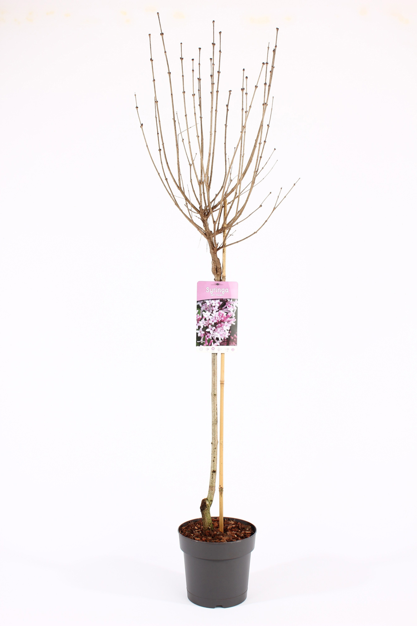 Syringa mey. 'Palibin' stam 60, D 19