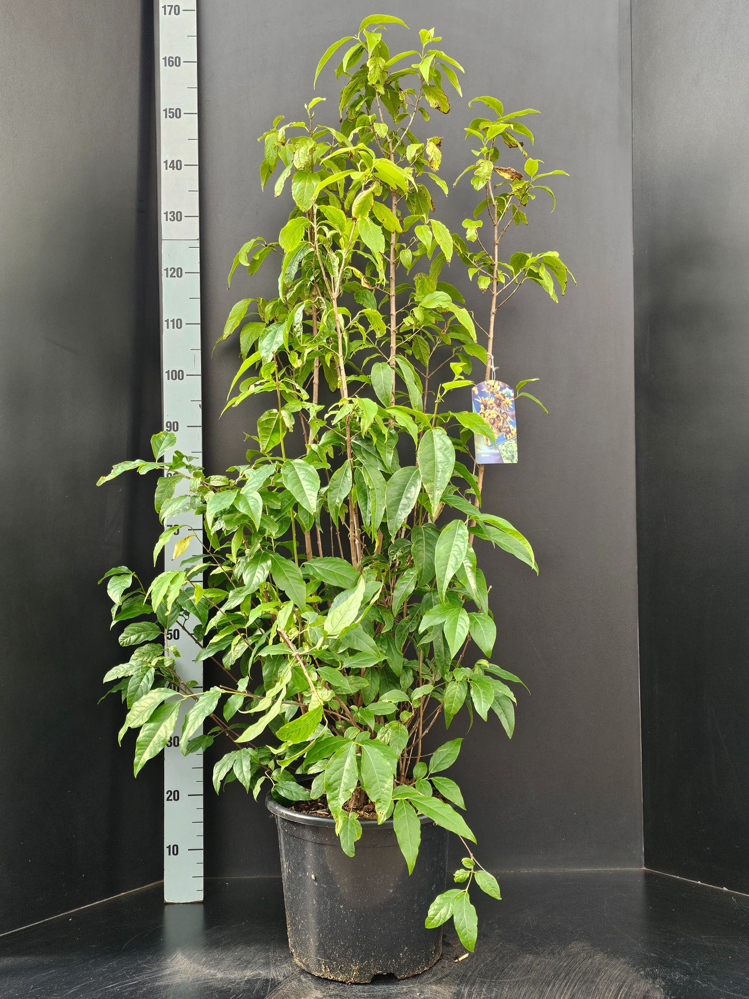 Chimonanthus praecox, D 32