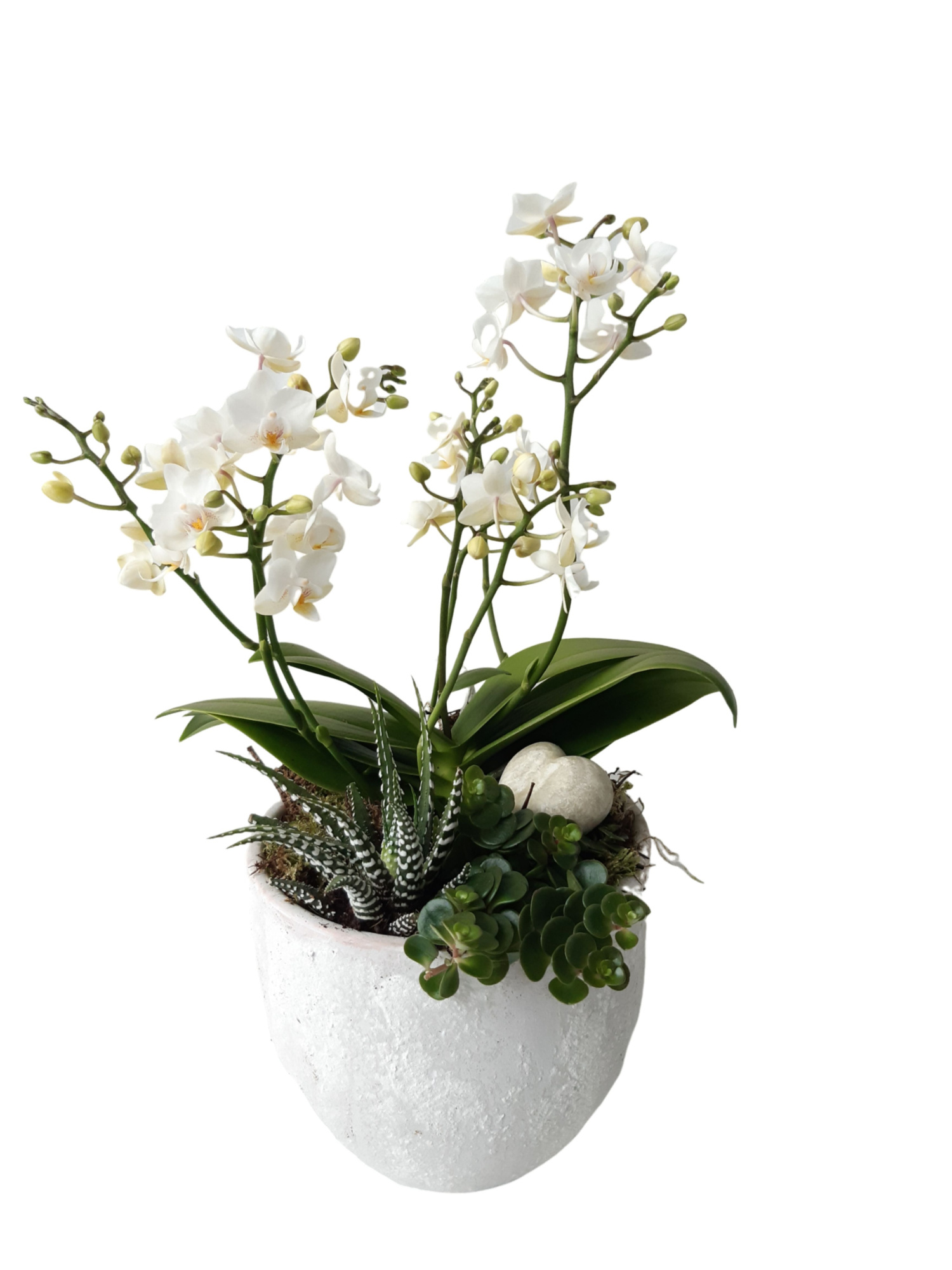 PP16PWOHRT Bolpot mix Phal 3t+ wit + succulentmix, aromaheart, D 16