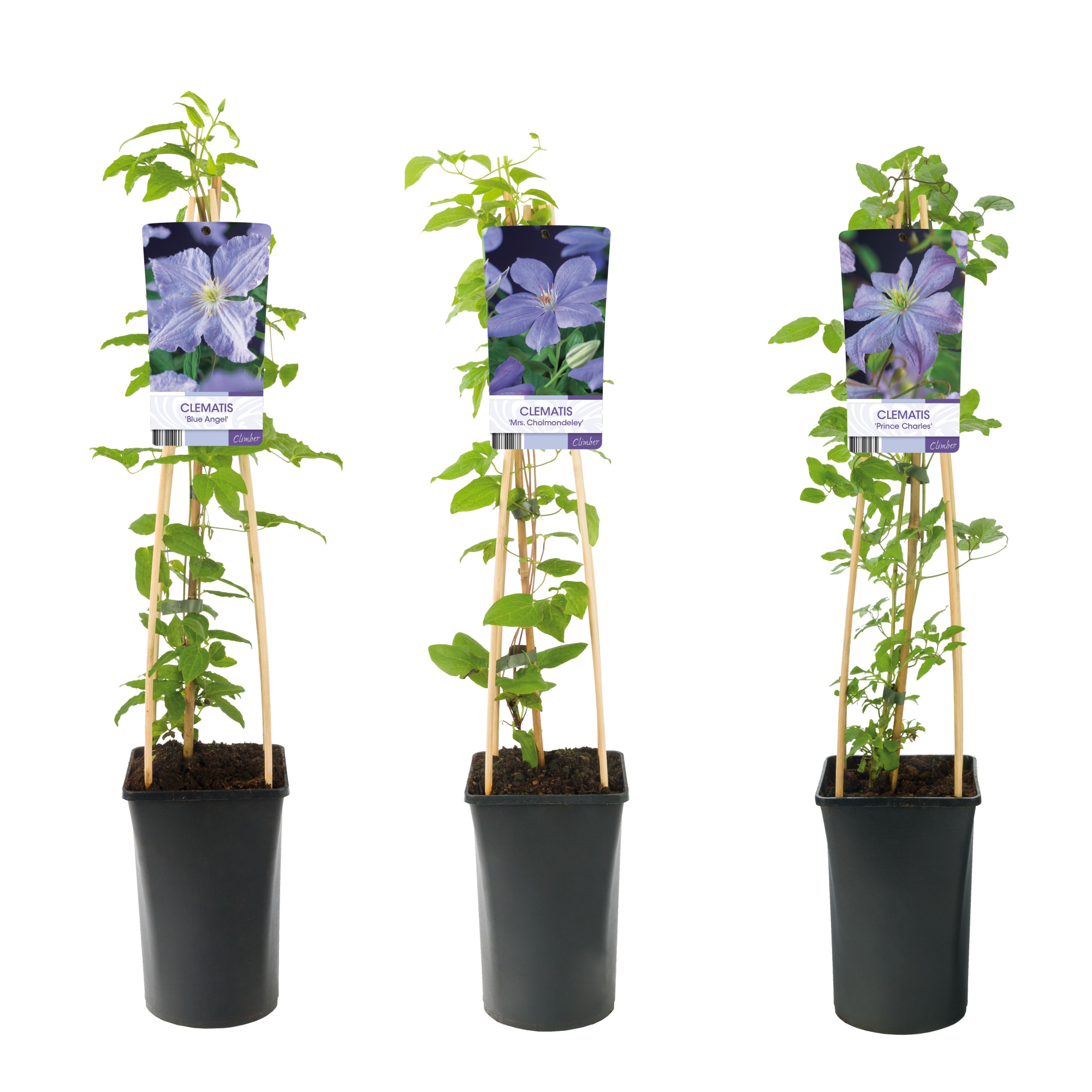 Mixtray Clematis large-flowered light blue +light label, D 17