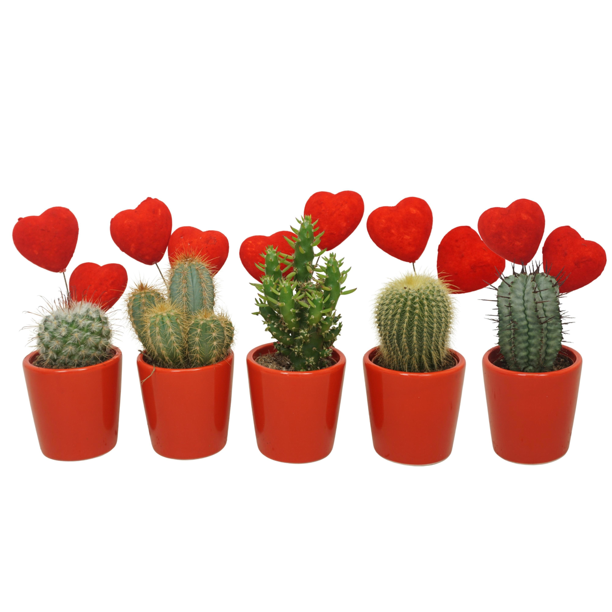 Cactus mix in 6 cm 'Rood potje' met 2 rode hartjes, D 5,5