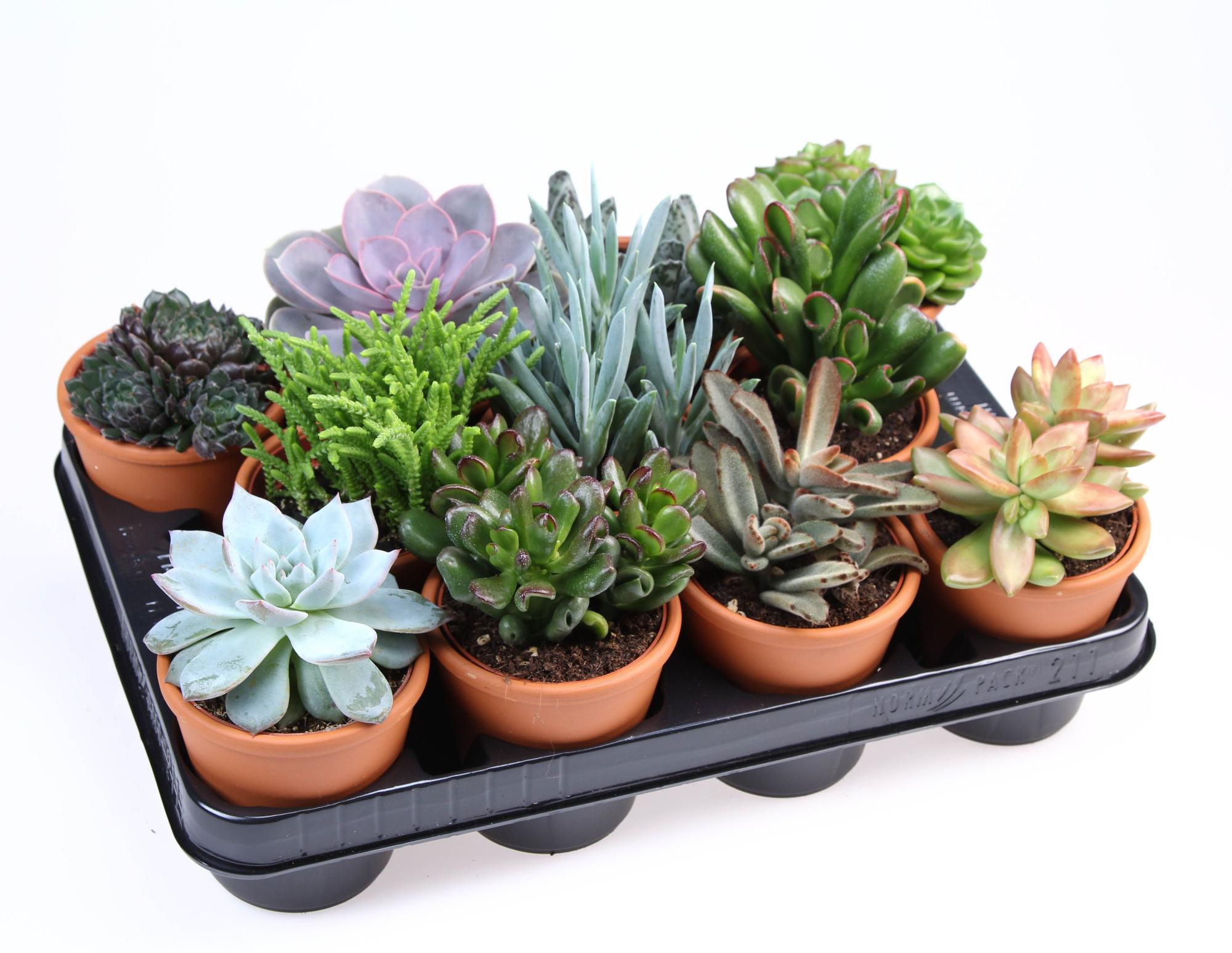 Succulent rozenpot, D 10