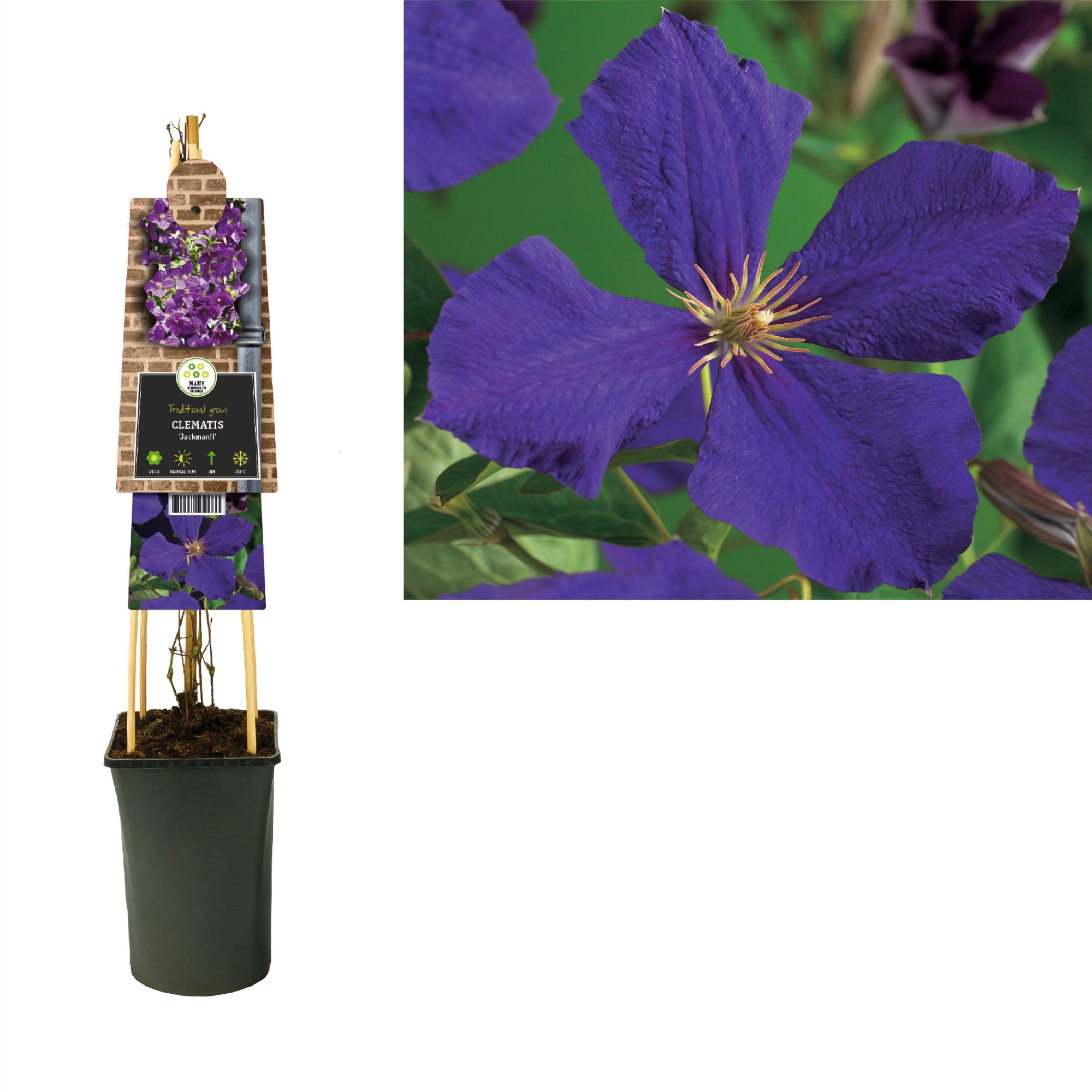 Clematis 'Jackmanii' +3.0 label, D 17