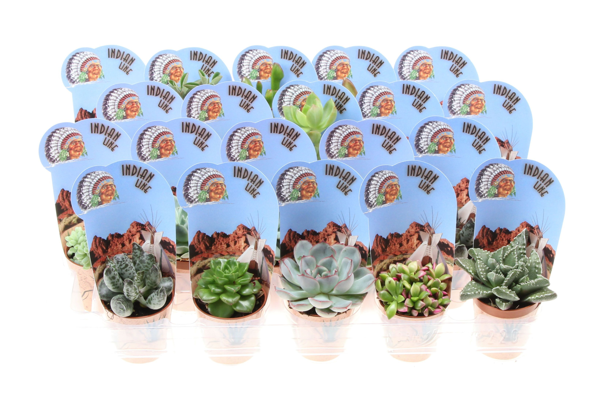Potcover indian line succulent mix, D 5,5
