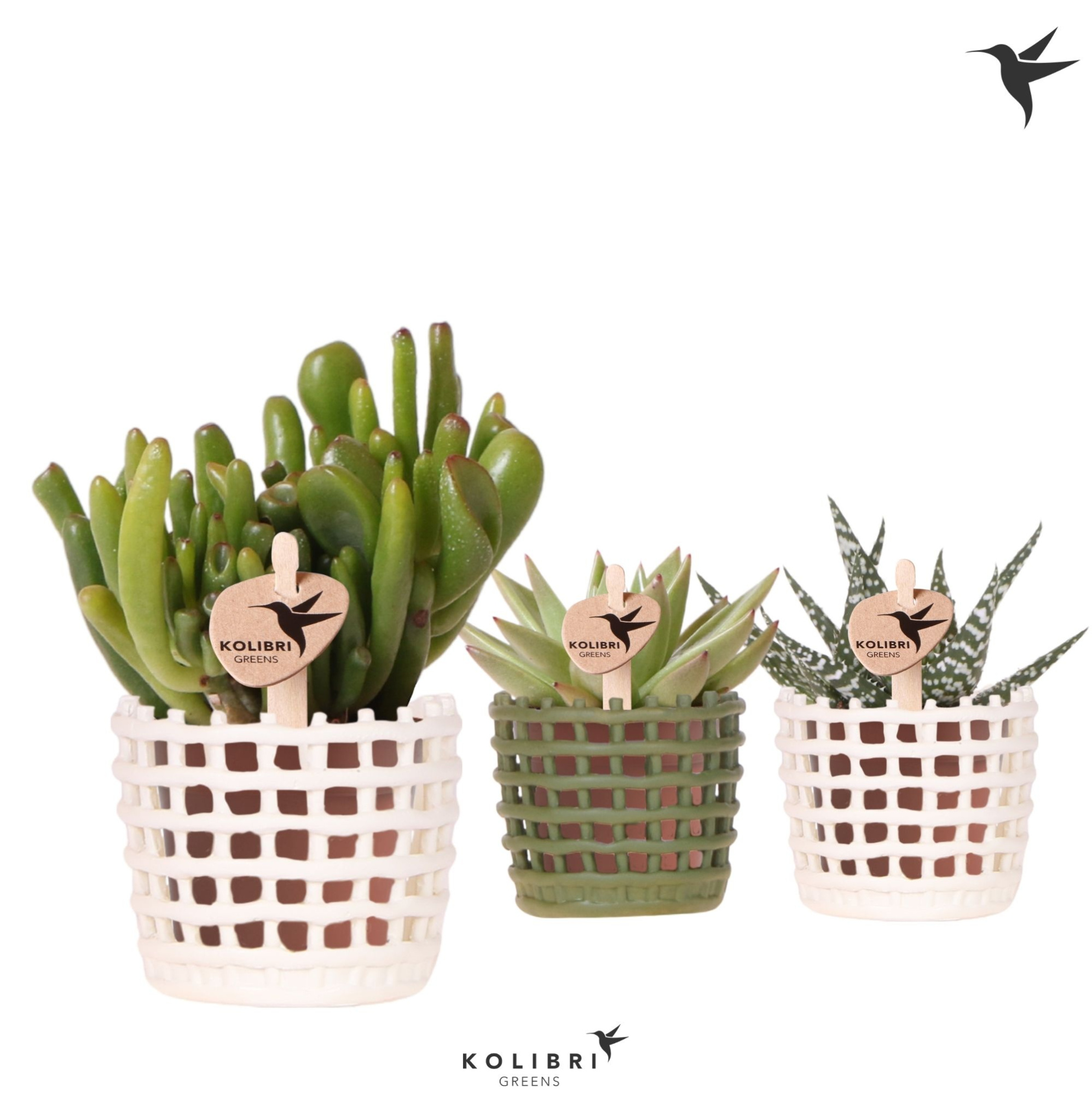 Kolibri Greens Succulenten mix in Mesh pot mix, D 6