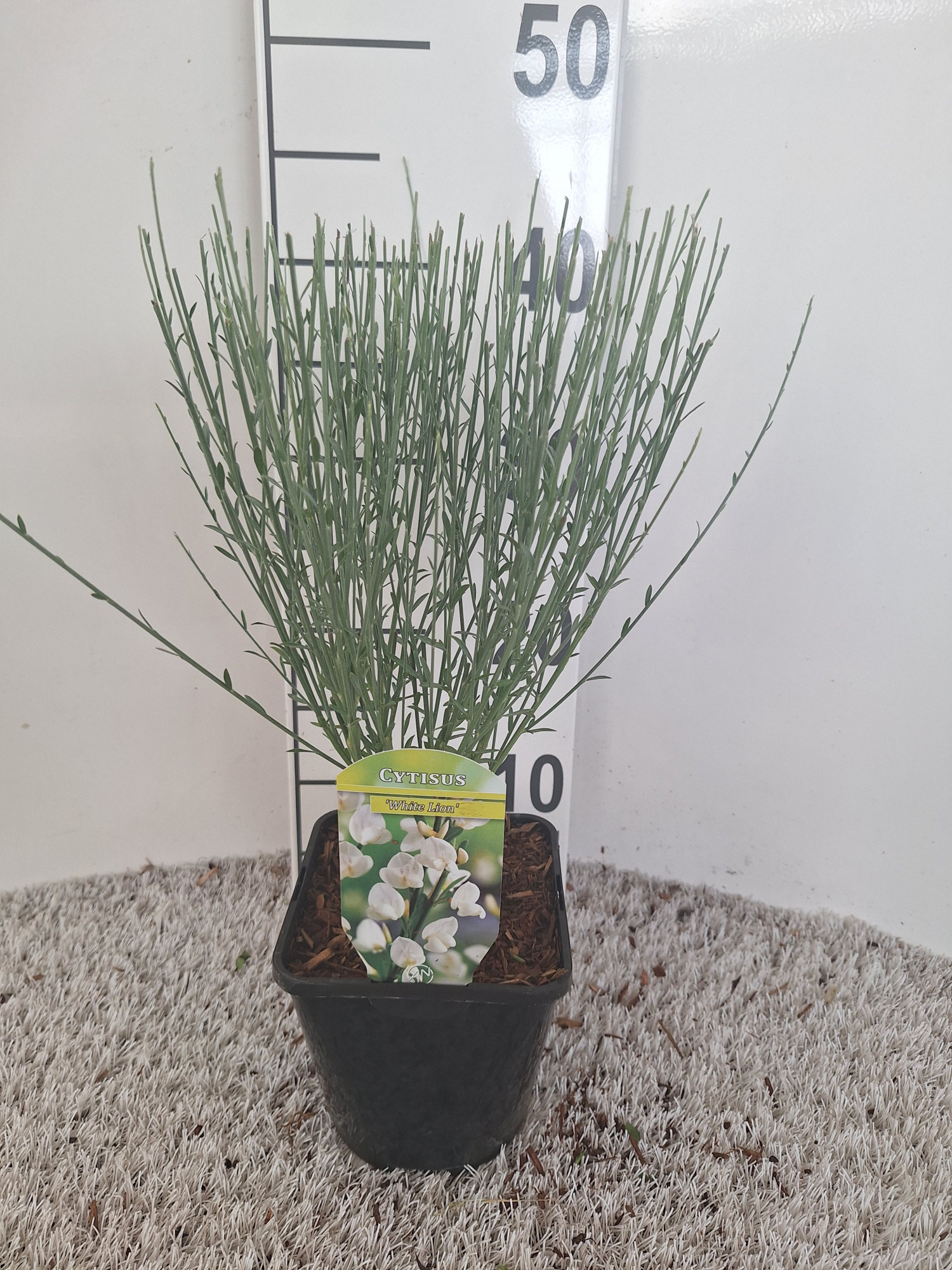 Cytisus overig, D 14