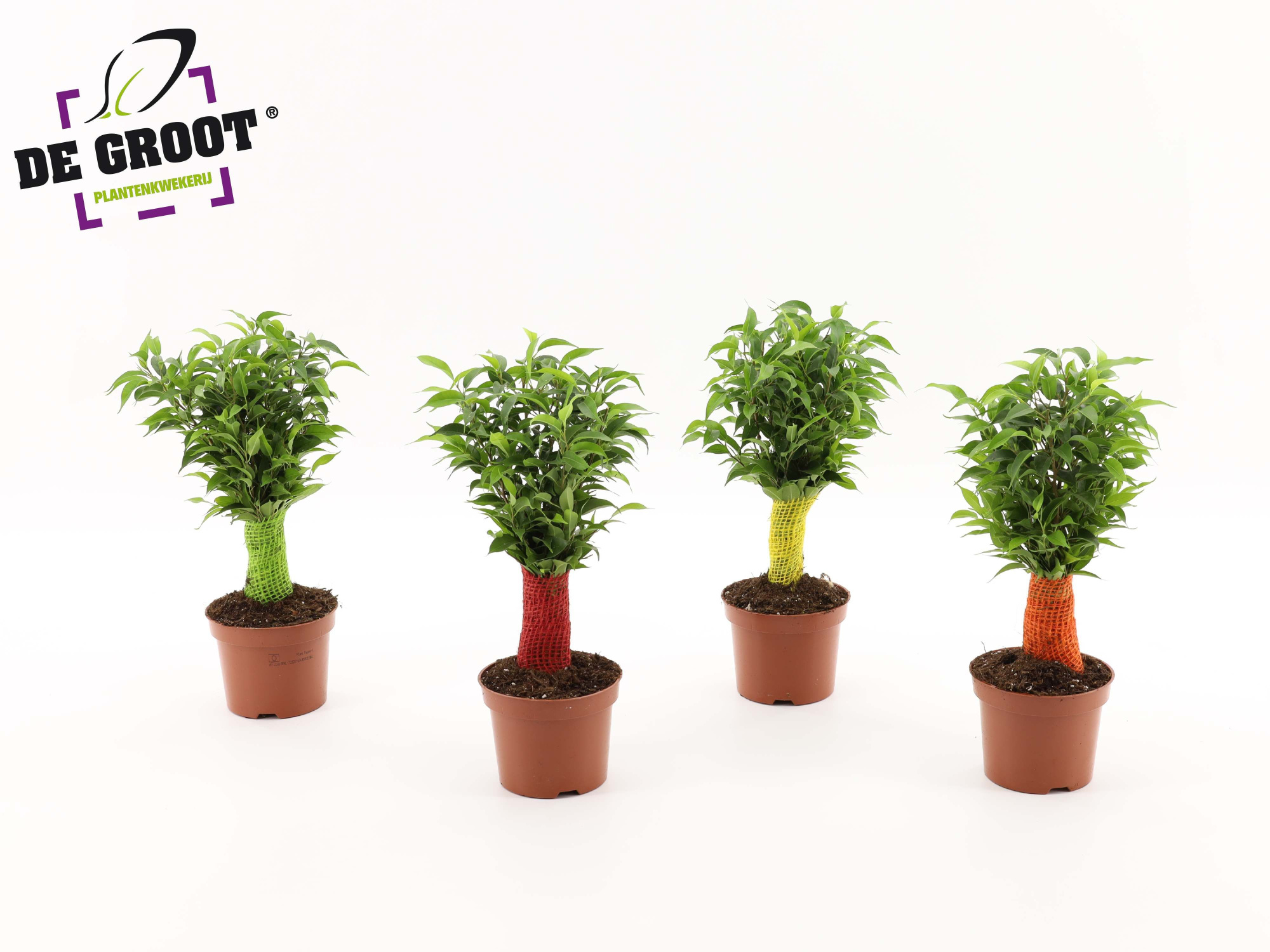 Ficus benjamina jute stam, D 12