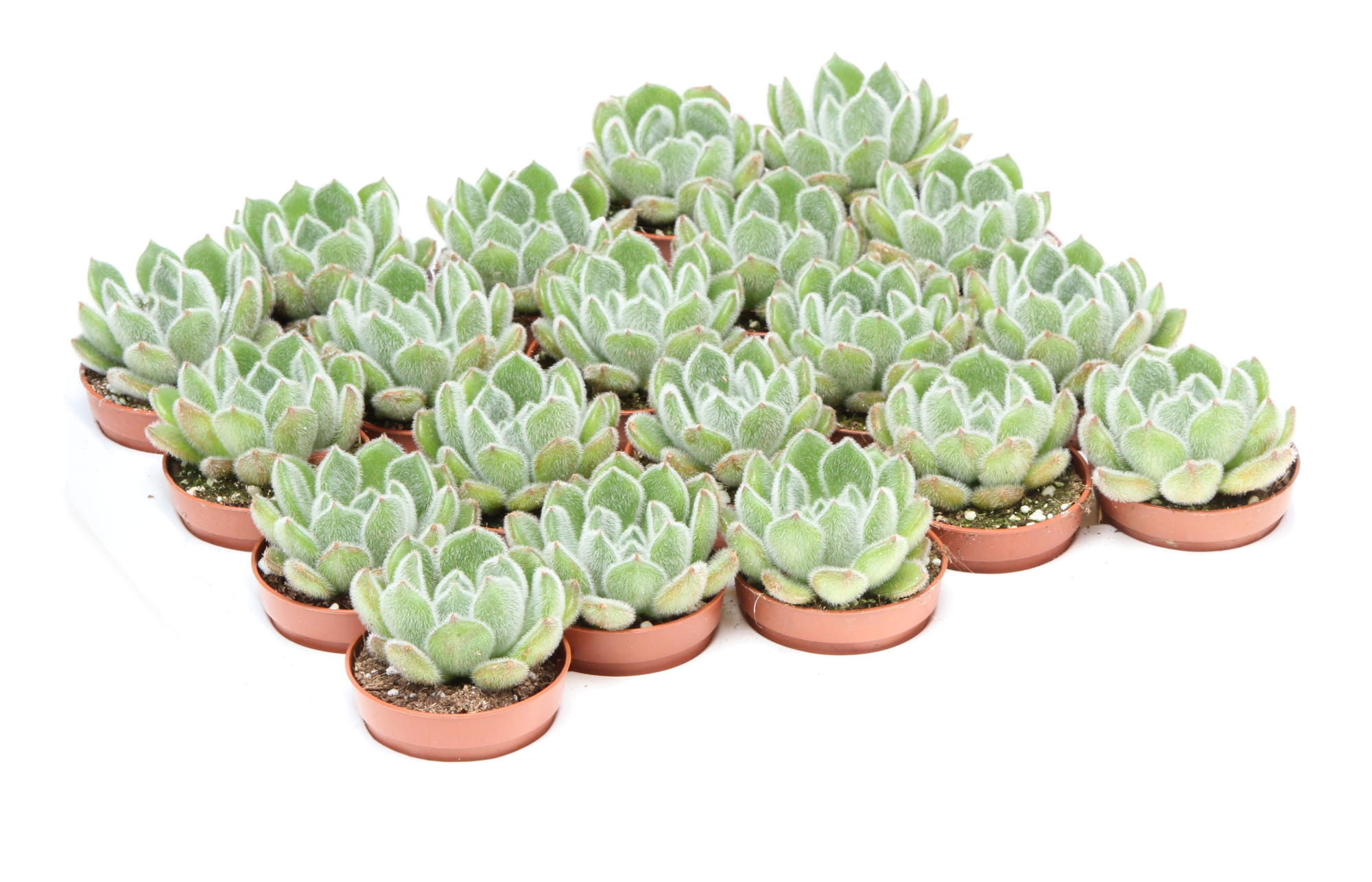 Echeveria setosa, D 5,5