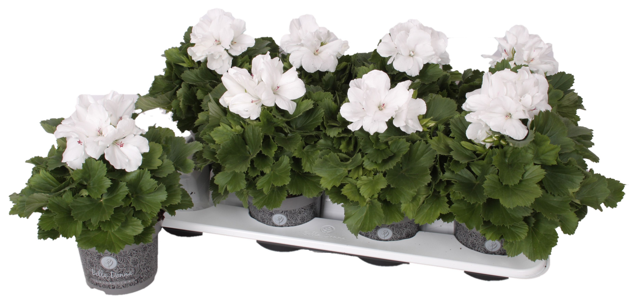 Pelg. Don Blanco 12cm, D 12