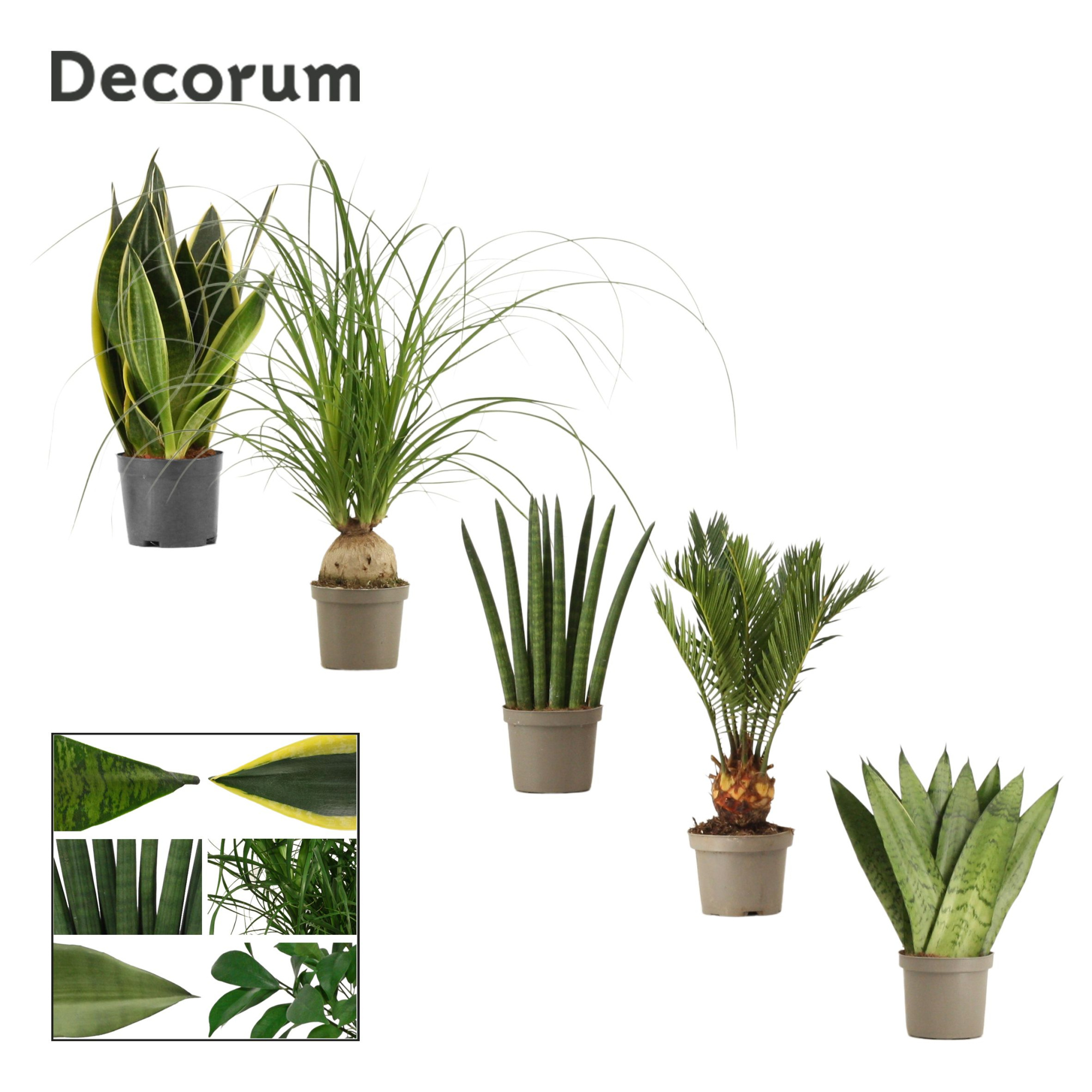 Groenmix 9 cm (Decorum), D 9