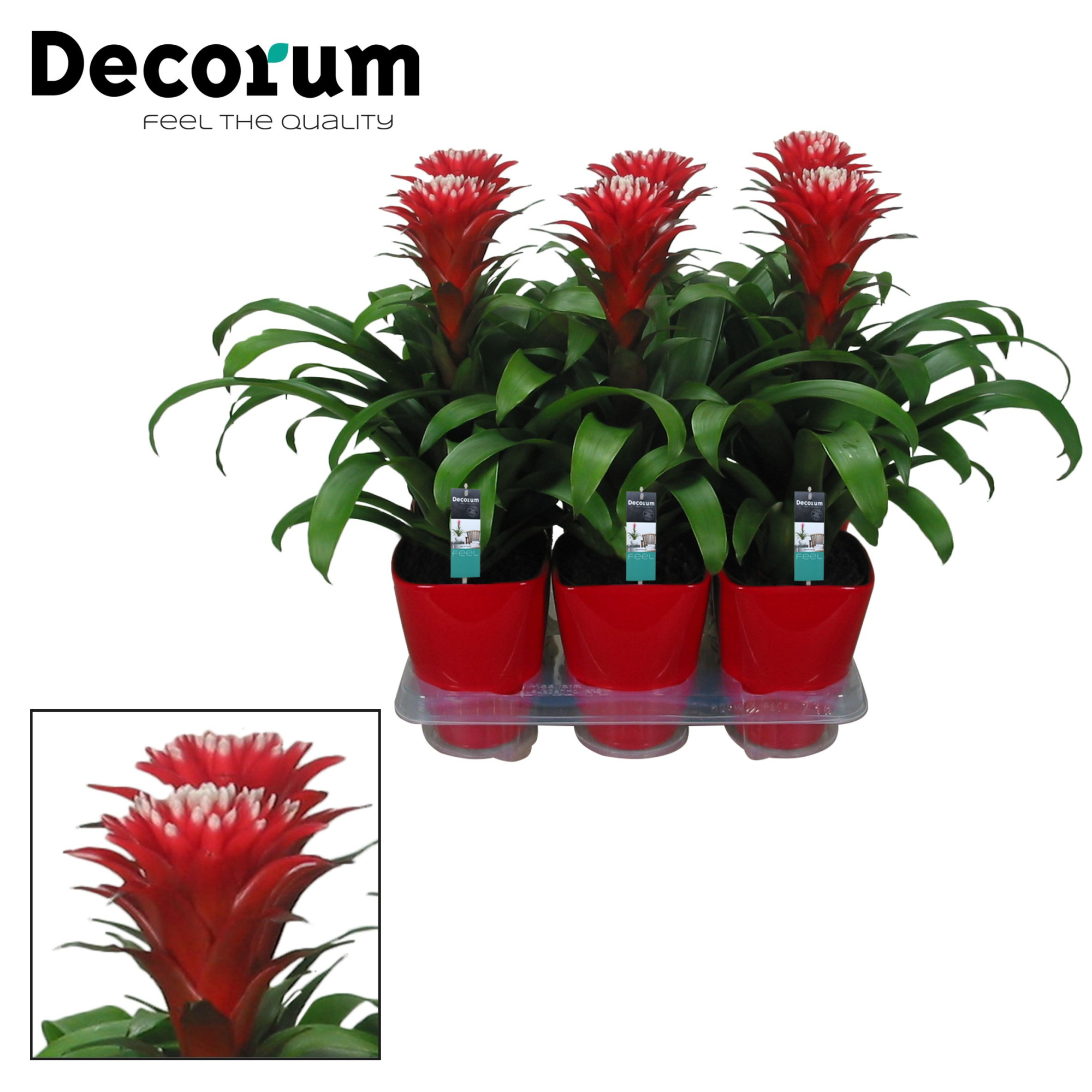 Guzmania Hope Luxe Keramiek (Decorum), D 14