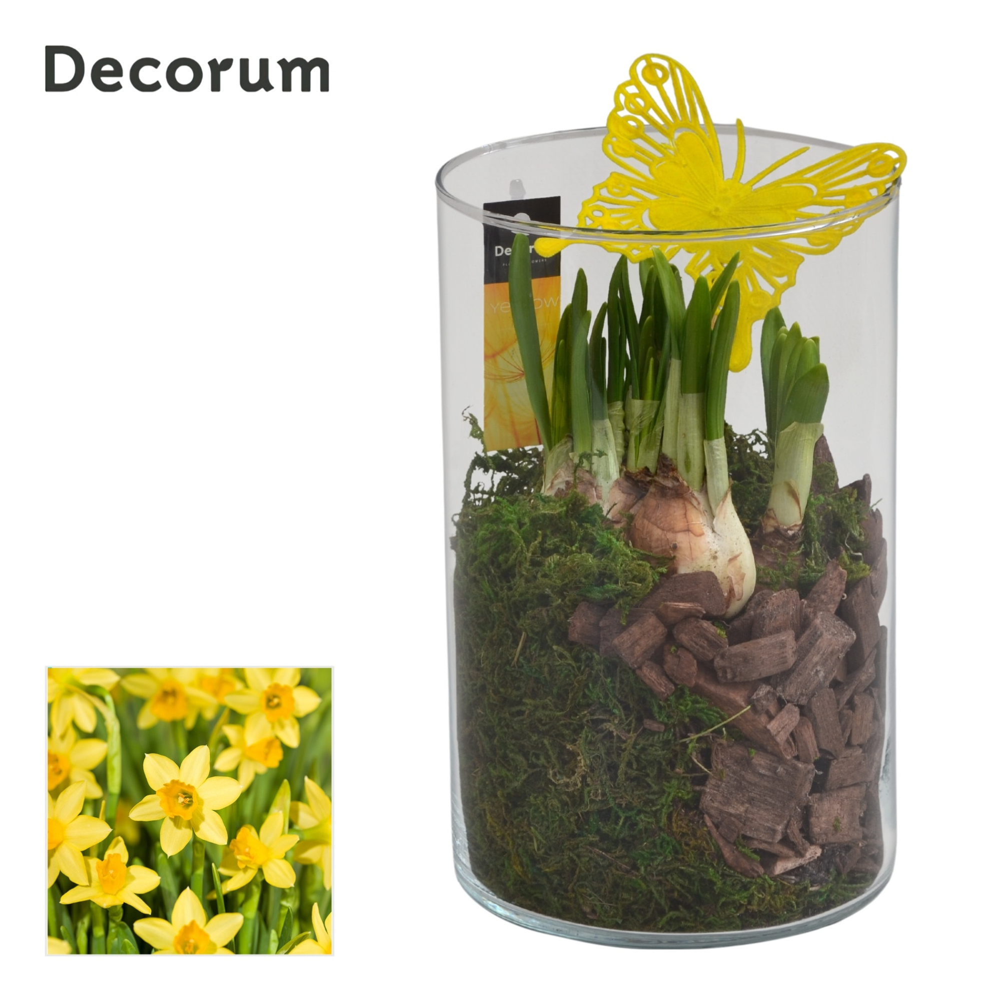 Narcis Like Nobody HL16153N, D 14