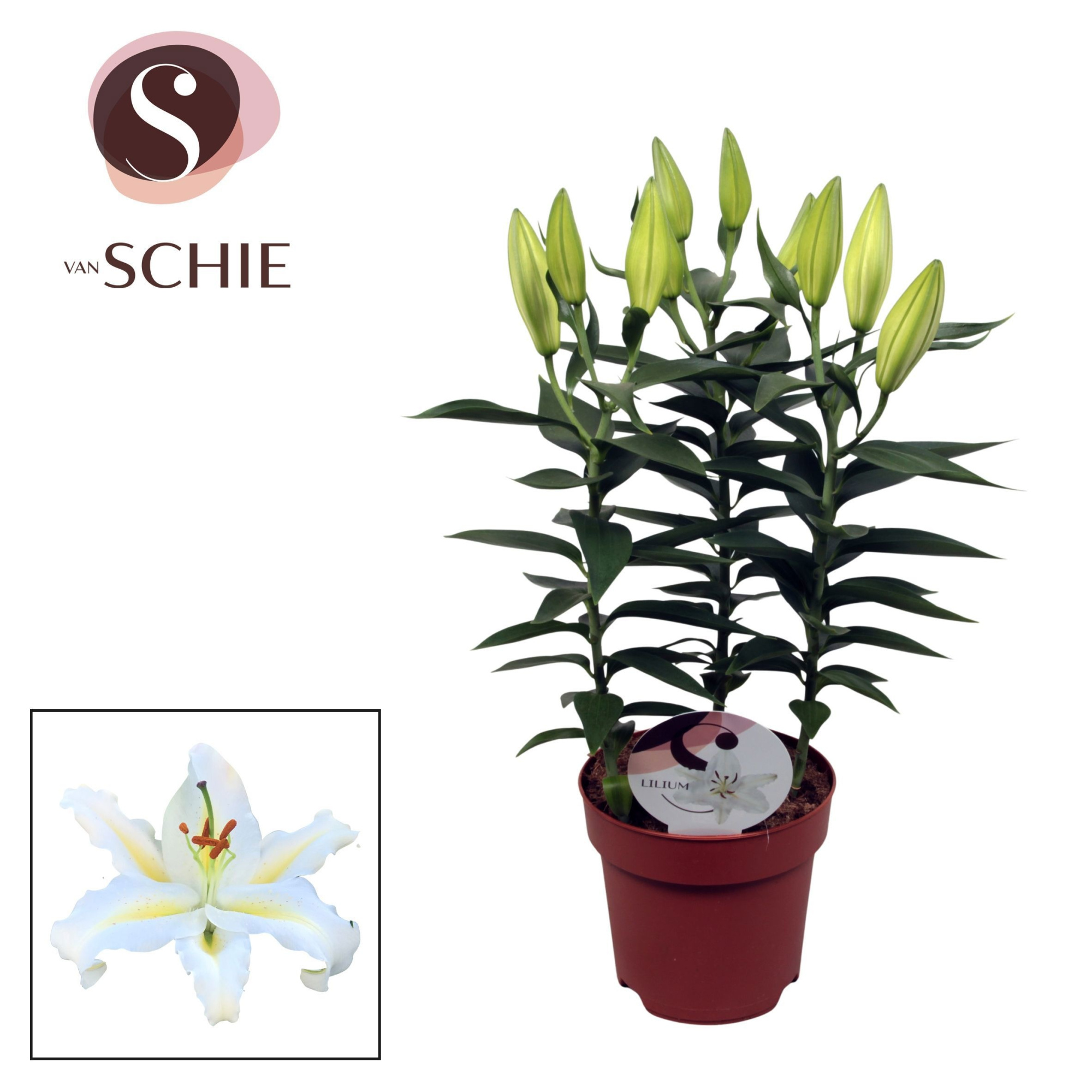 Lilium Or Starlight White 17cm, D 17