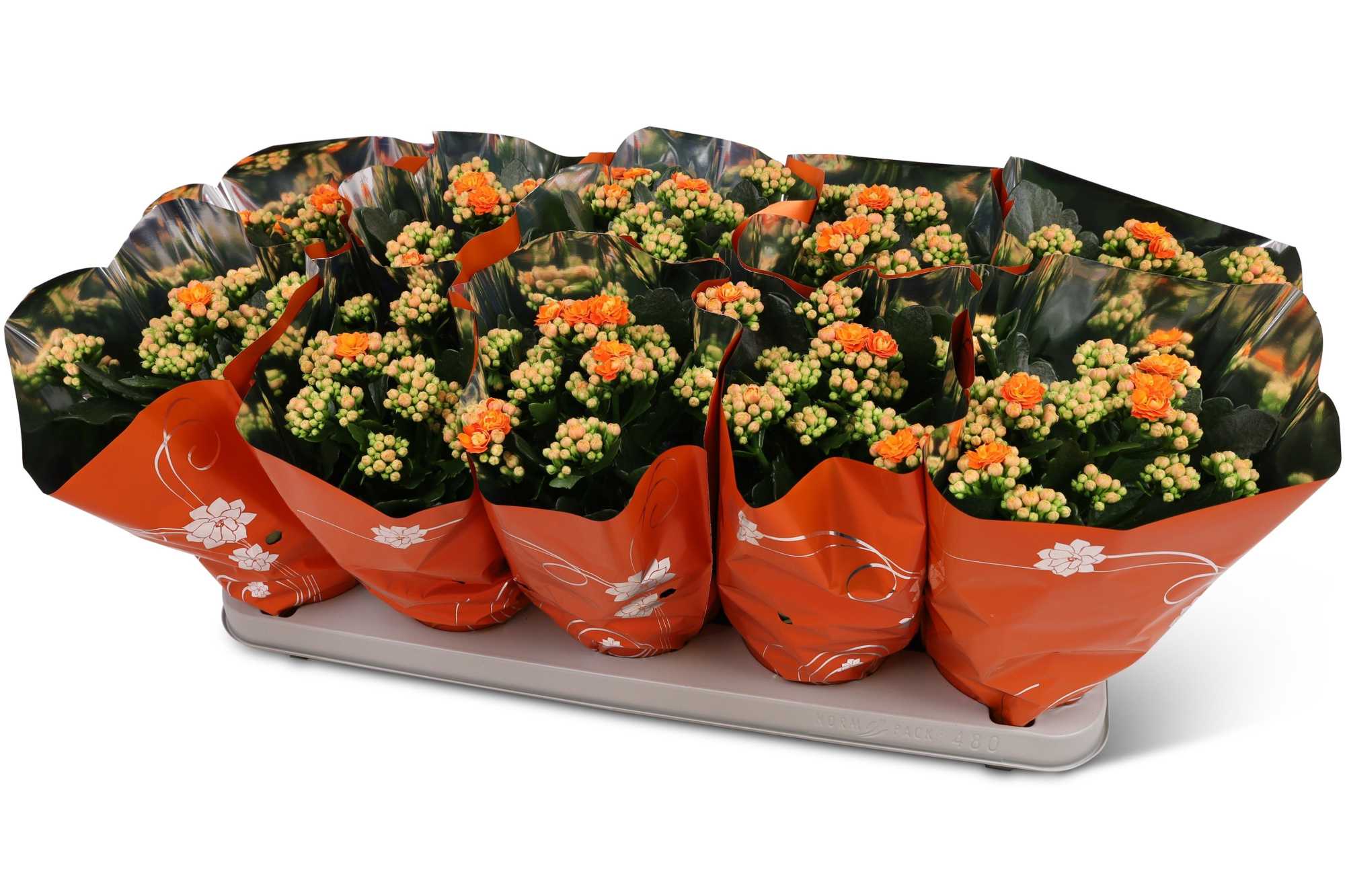 Kalanchoë Perfecta Orange Premium hoes, D 12