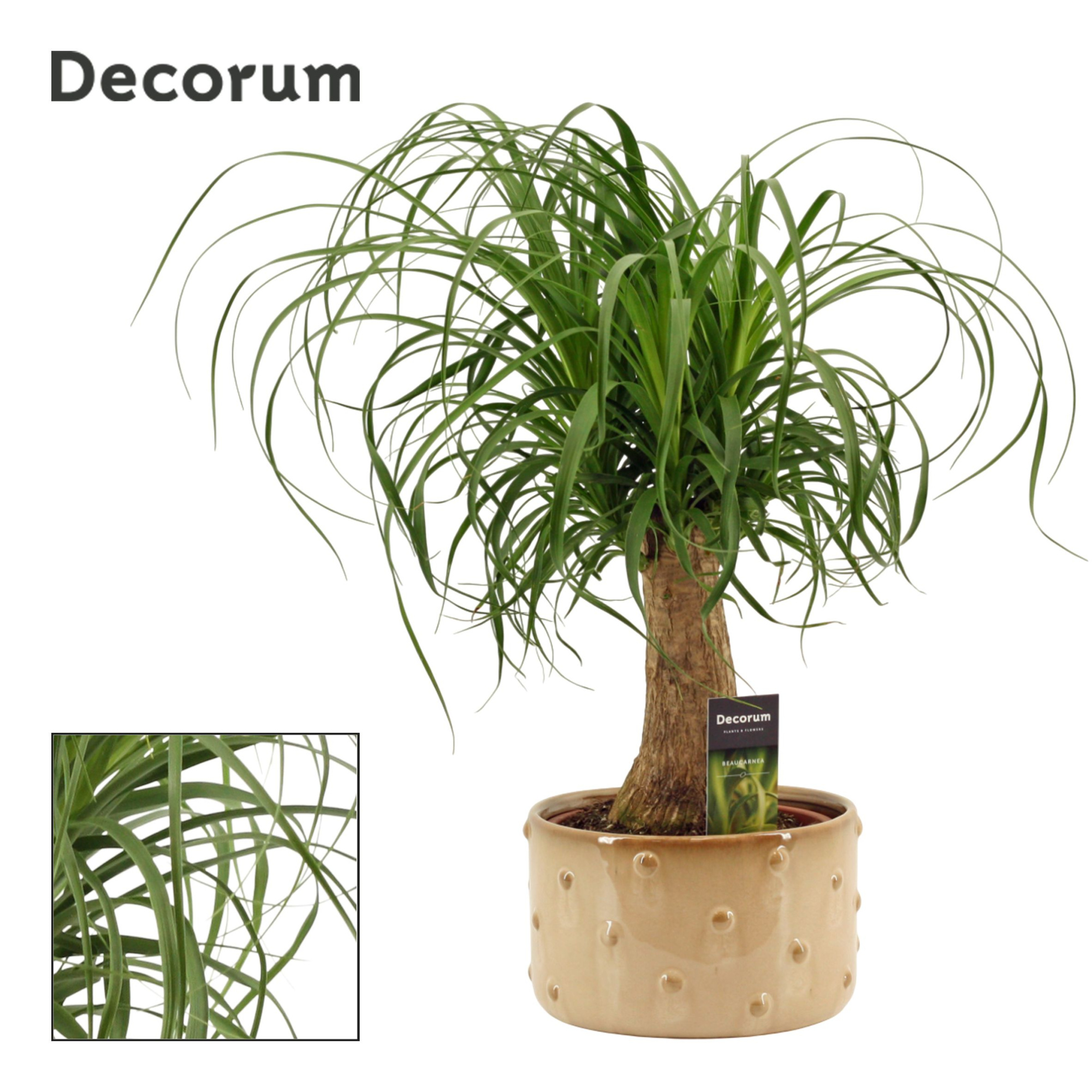 Beaucarnea Recht 19 cm in Belle schaal (Deco-collection), D 19