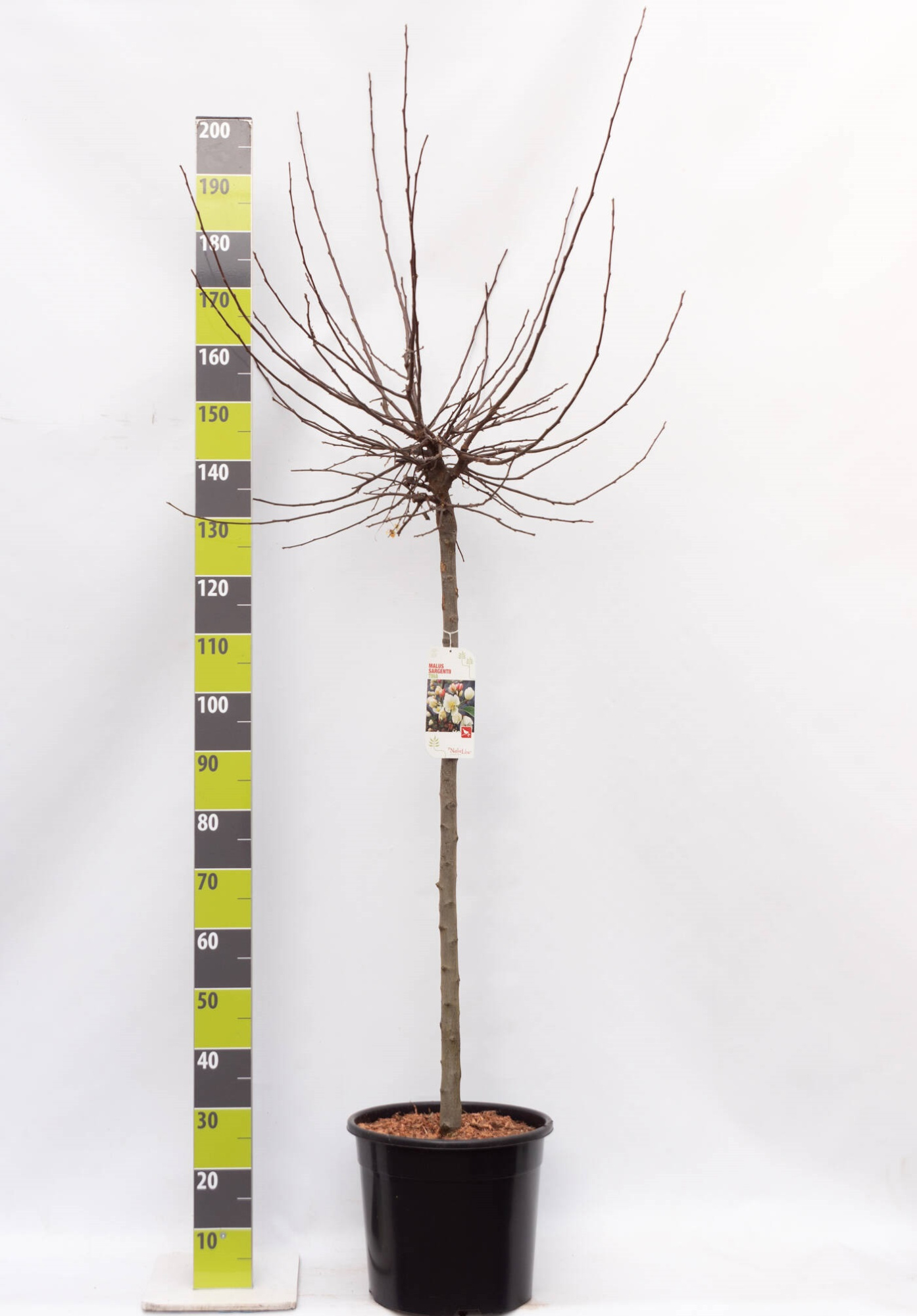 Malus 'Tina' C 20 120 ha, D 30