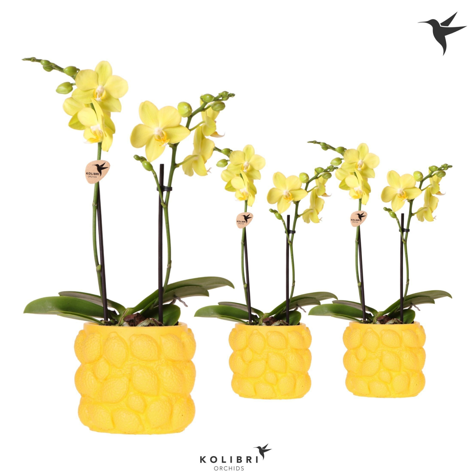 Kolibri Orchids Phalaenopsis yellow 2 spike in Citrus pot yellow, D 9