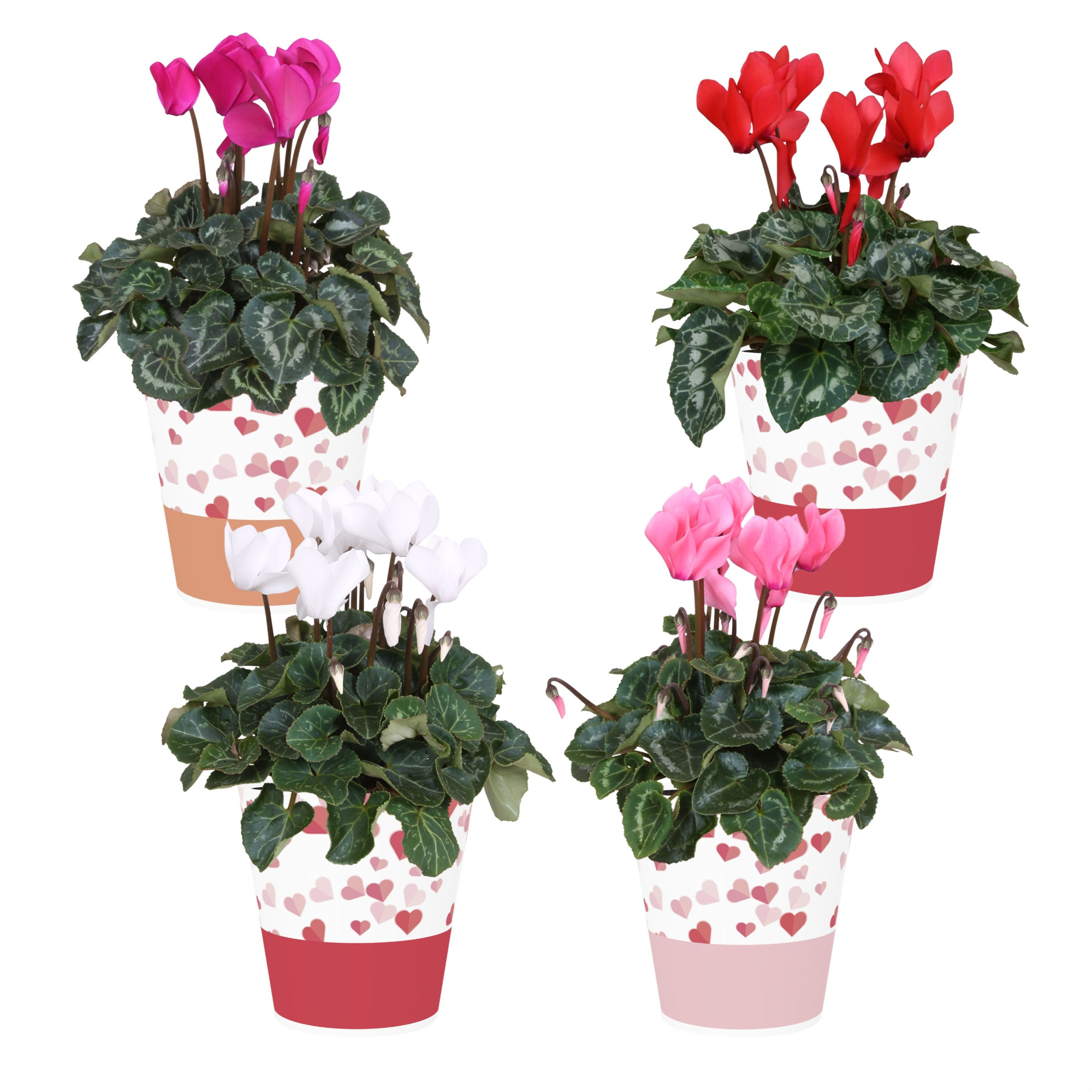 Collectie 'Soft Illusion' - Cyclamen in smartcup Candy (Valentijn), D 12