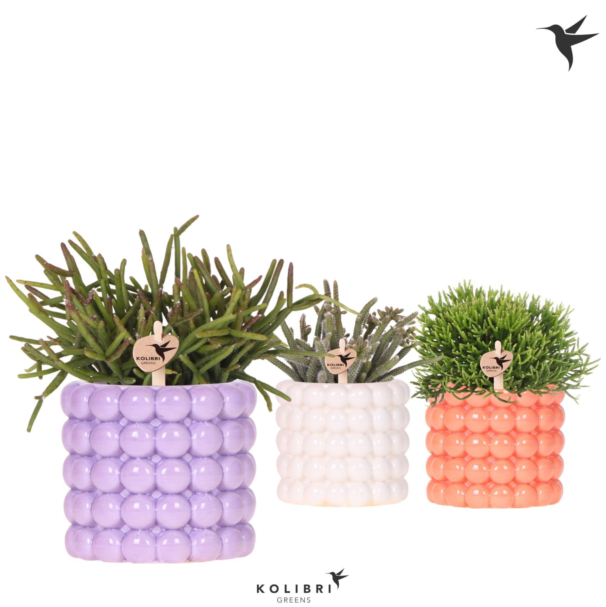 Kolibri Greens Rhipsalis mix in Poppy pot mix, D 9