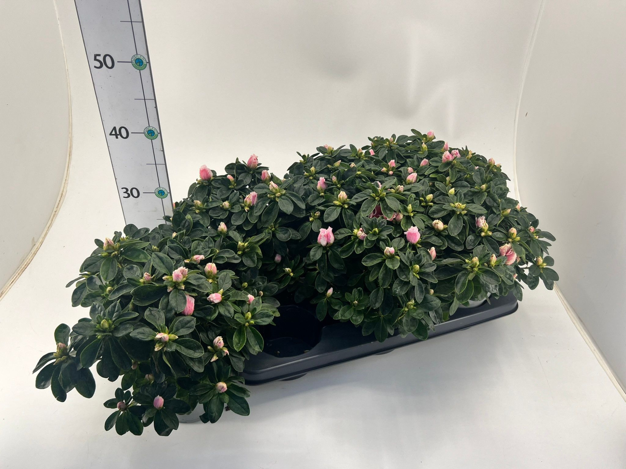 Rhododendron simsii T14 light pink/white, D 14