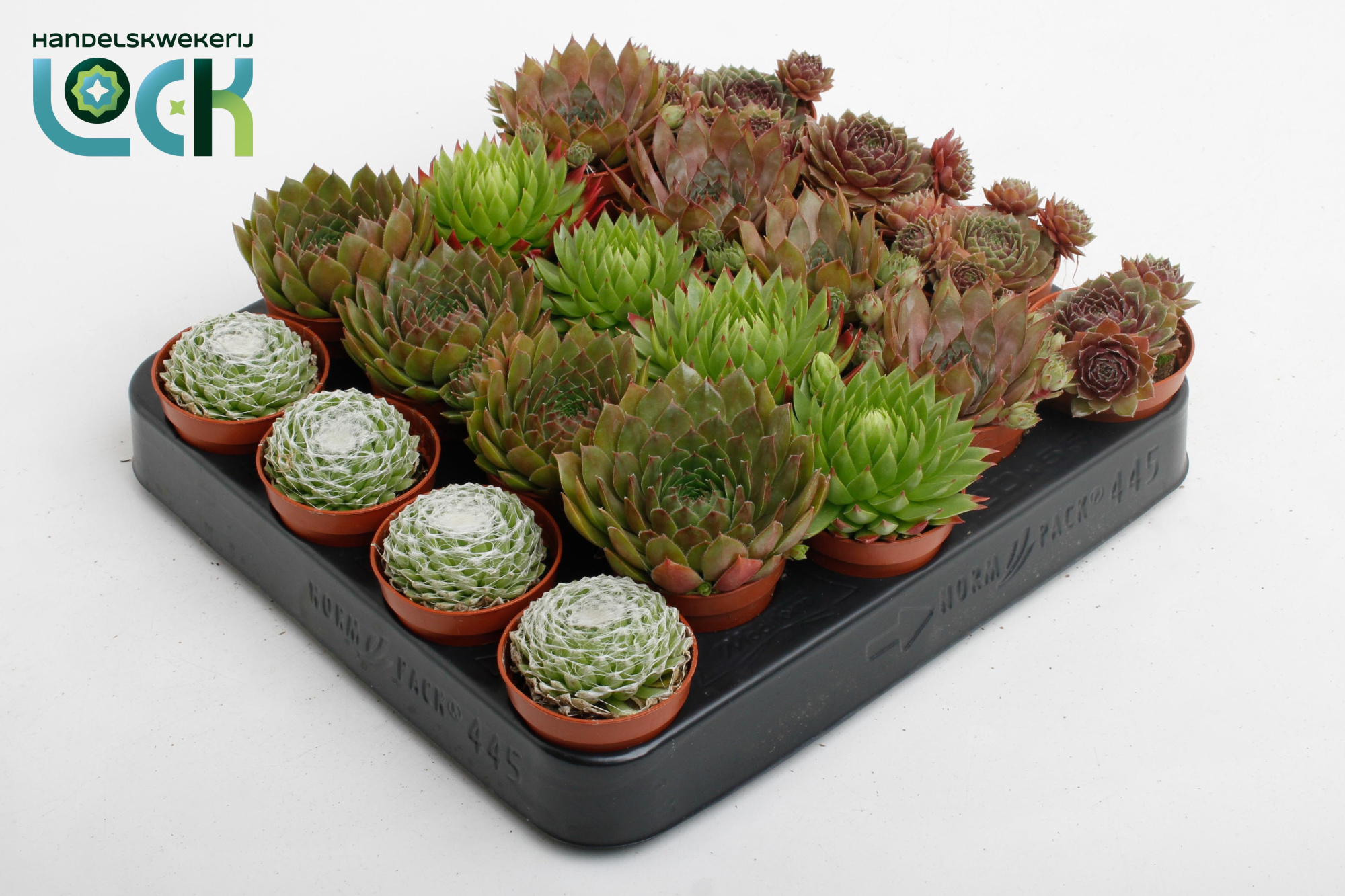 Sempervivum Mix, D 5,5