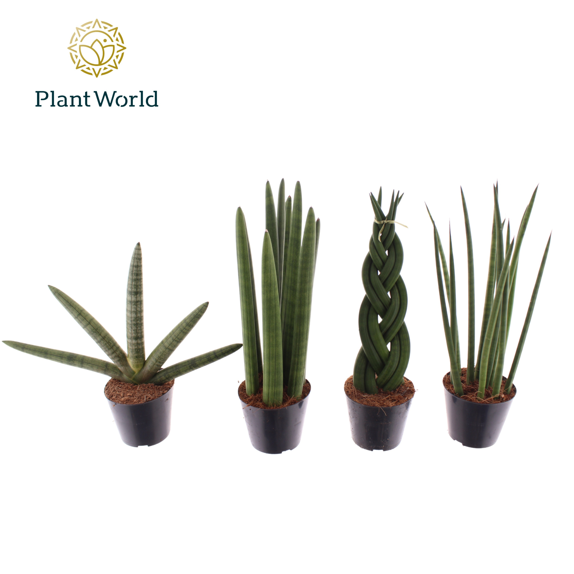 Sansevieria mix P8.5, D 8,5