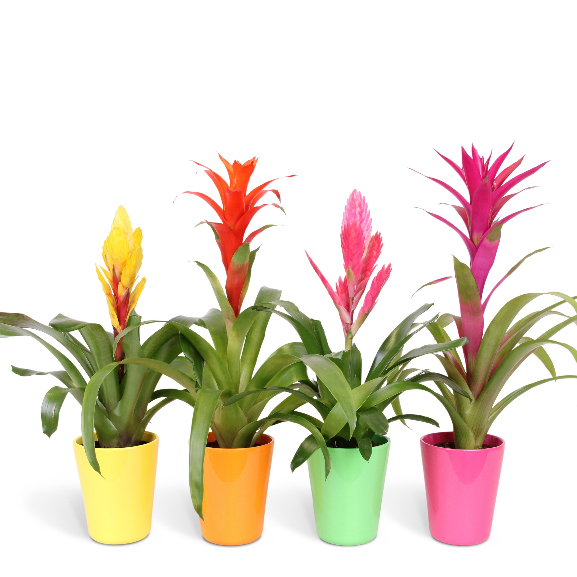Bromelia Mix - 12cm in Florence, D 12