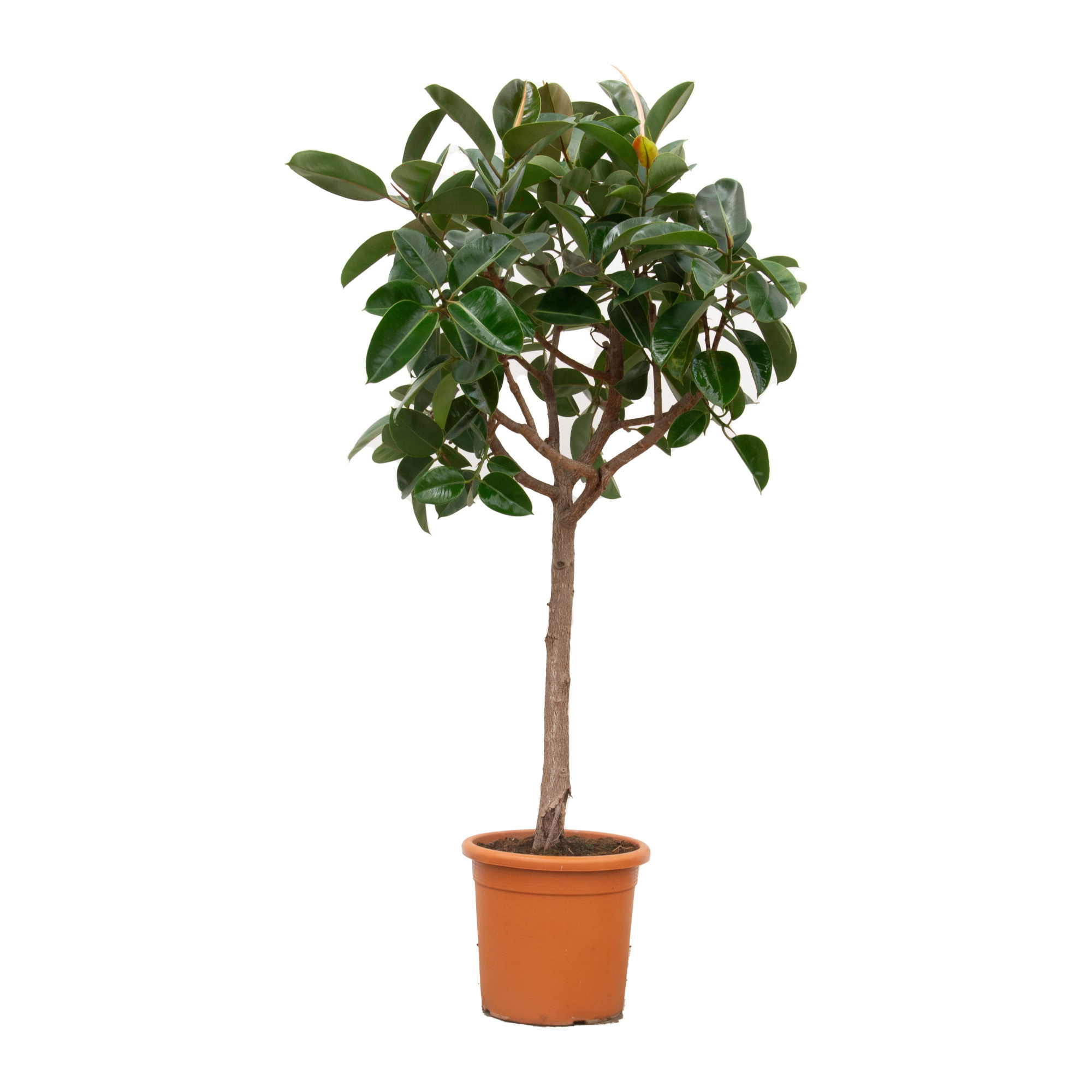 Ficus Elastica Robusta - 180cm, D 40