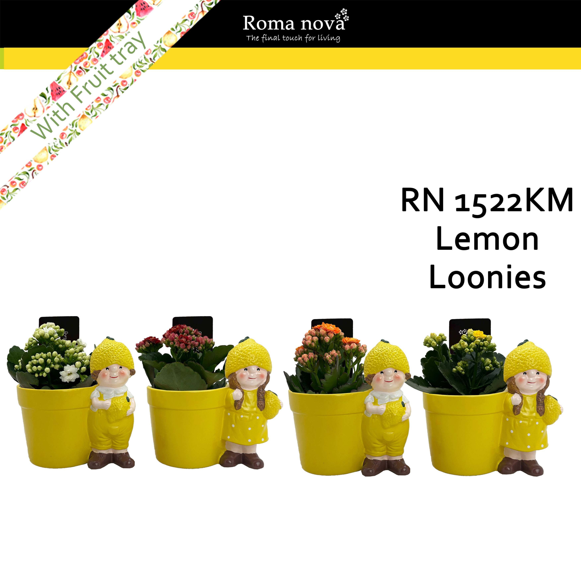 1522KM - Lemon Loonies (Kalanchoe mix), D 15