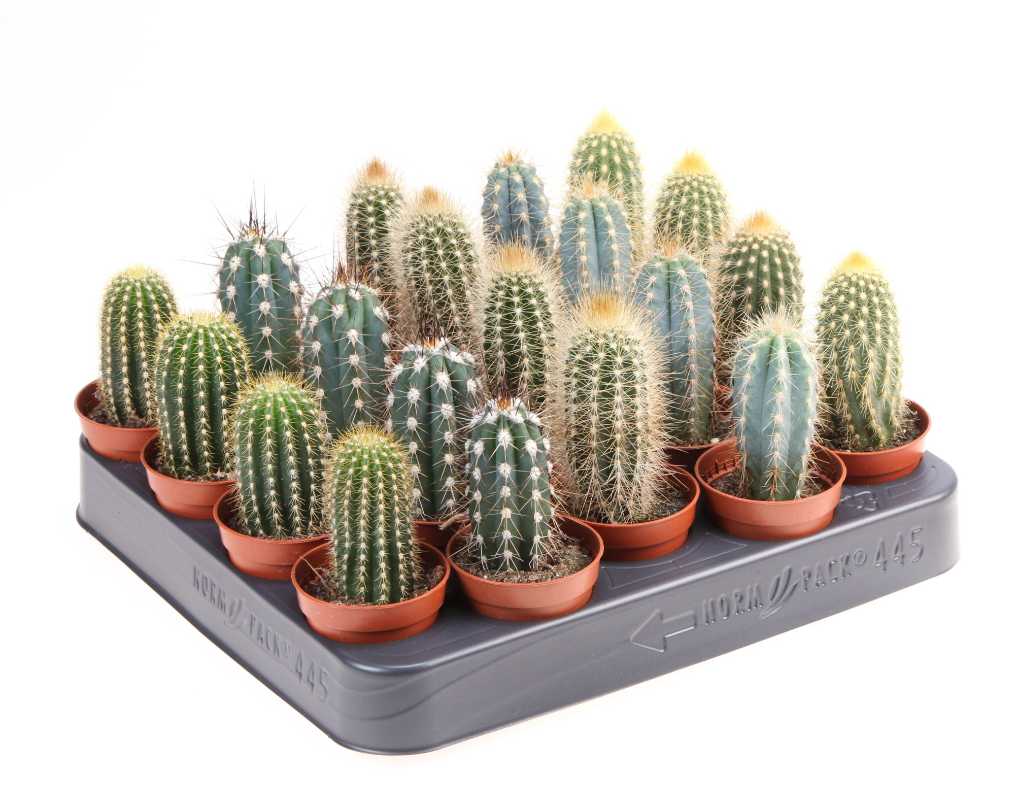 Cactus zuil mix, D 5,5