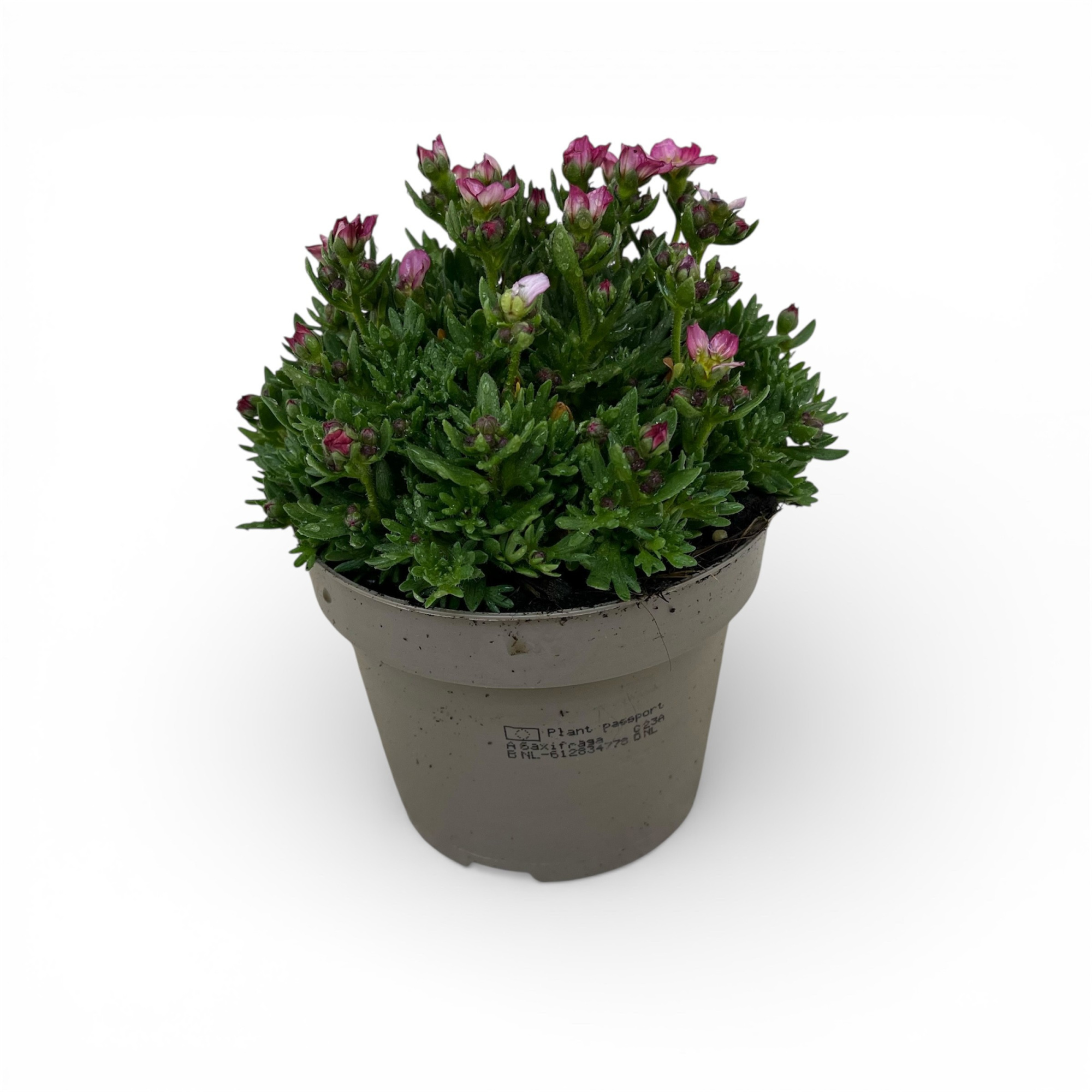 Saxifraga Arendsii Grp Alpino Pink, D 12