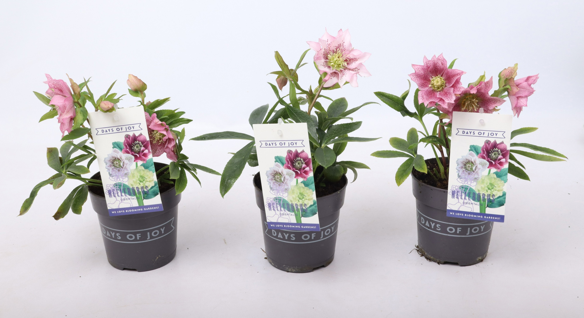 Helleborus orientalis dbl. Dark Pink, D 12