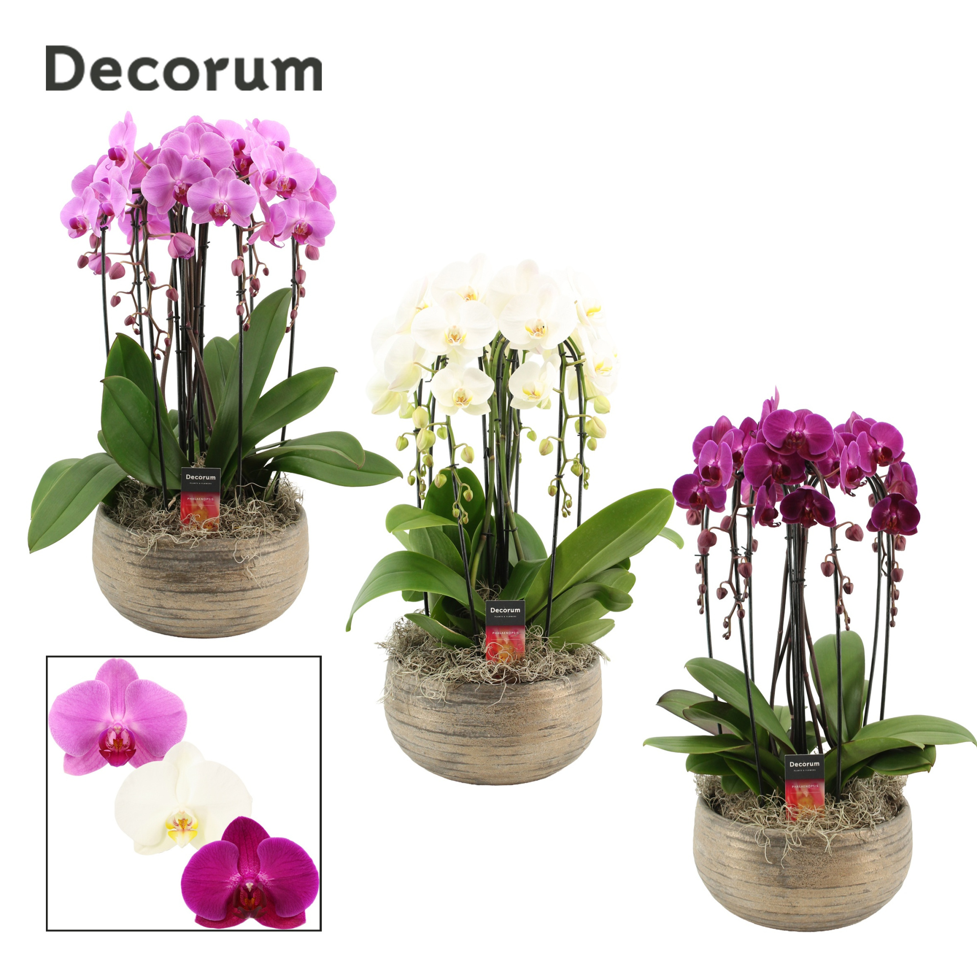 Oro cascade 6 tak symphony mix (Deco-collection), D 27