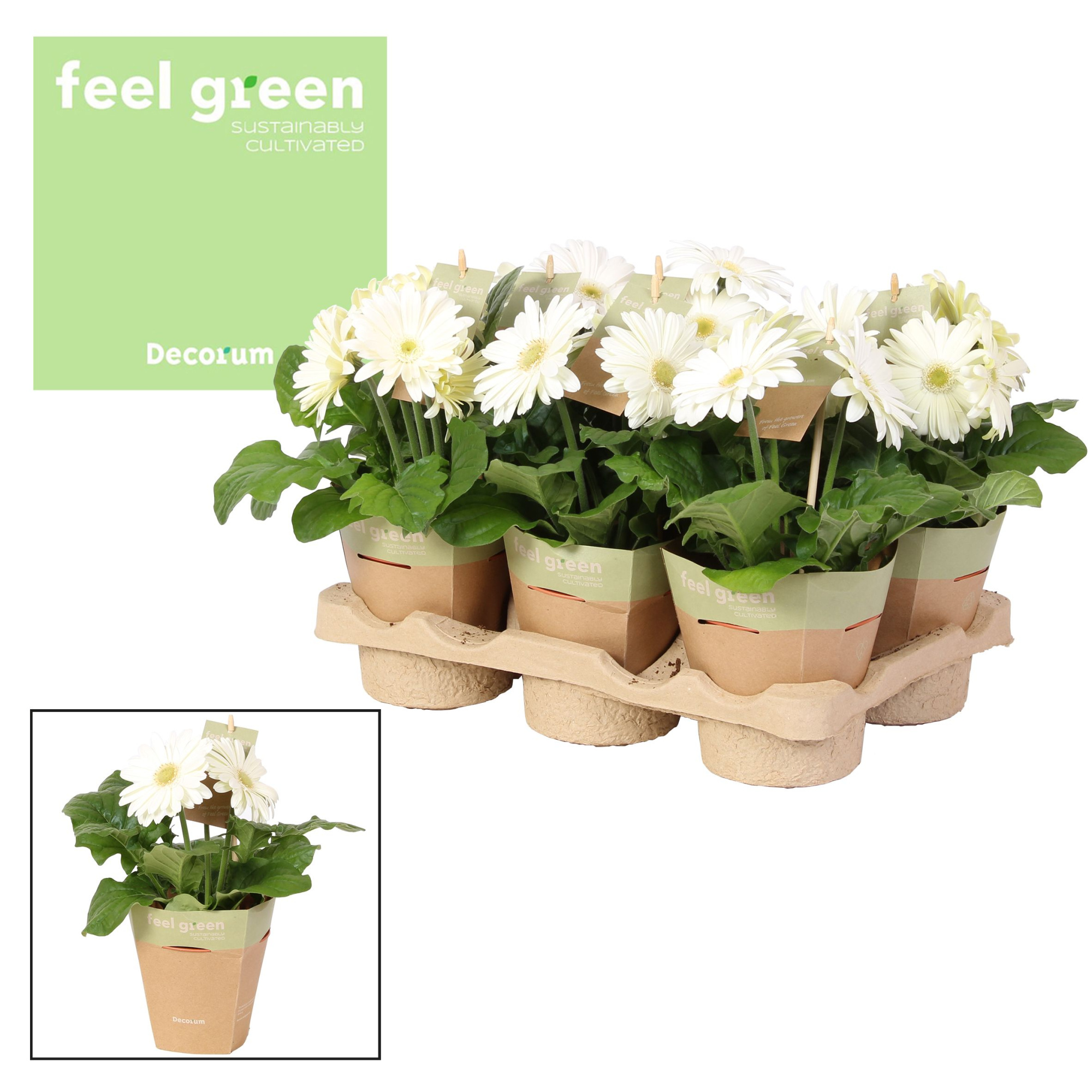 Gerbera wit 2+ bl. Feel Green, nature pc Decorum, D 12