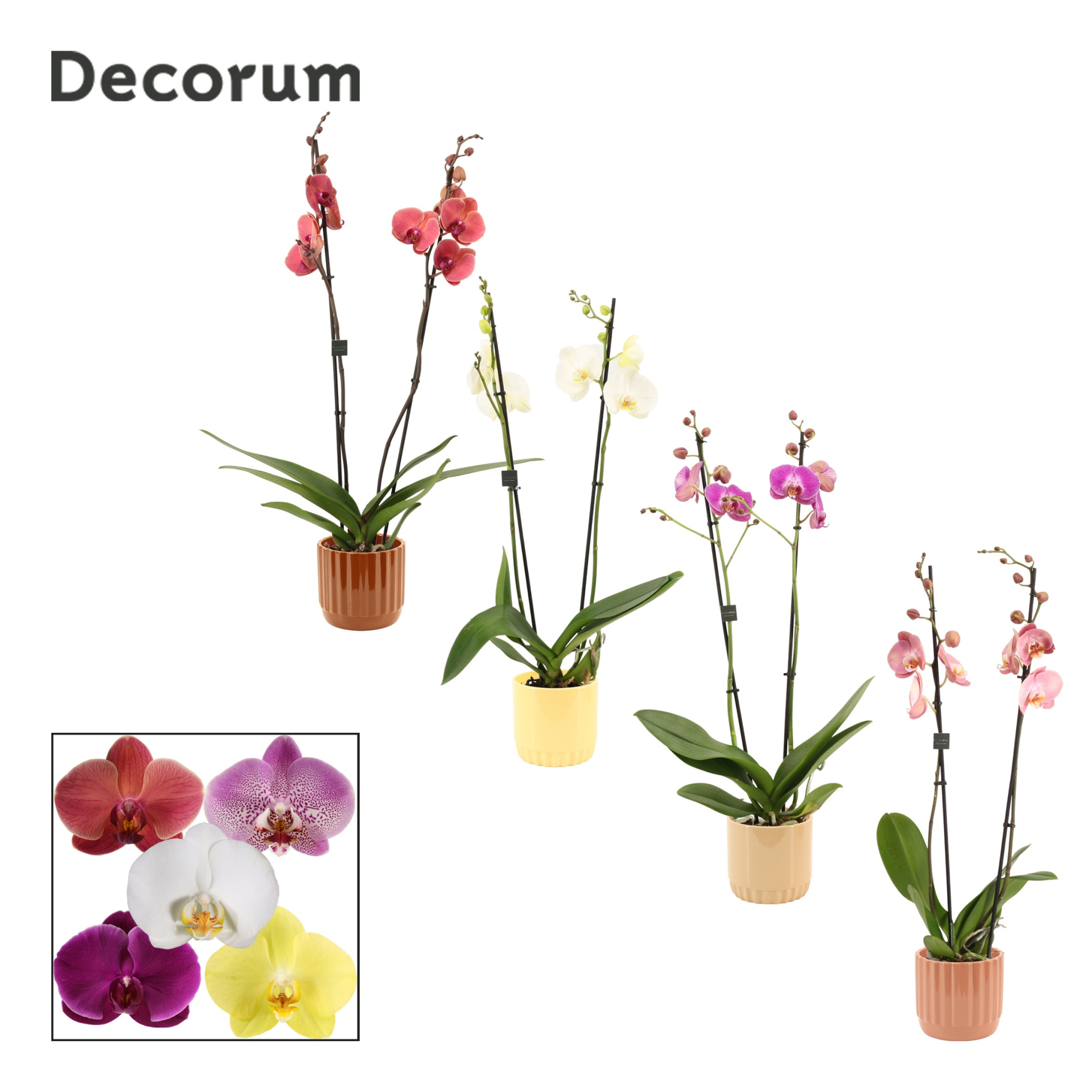 Phalaenopsis 2 tak 16+ mix in Liam (Coffee blend-collection), D 12