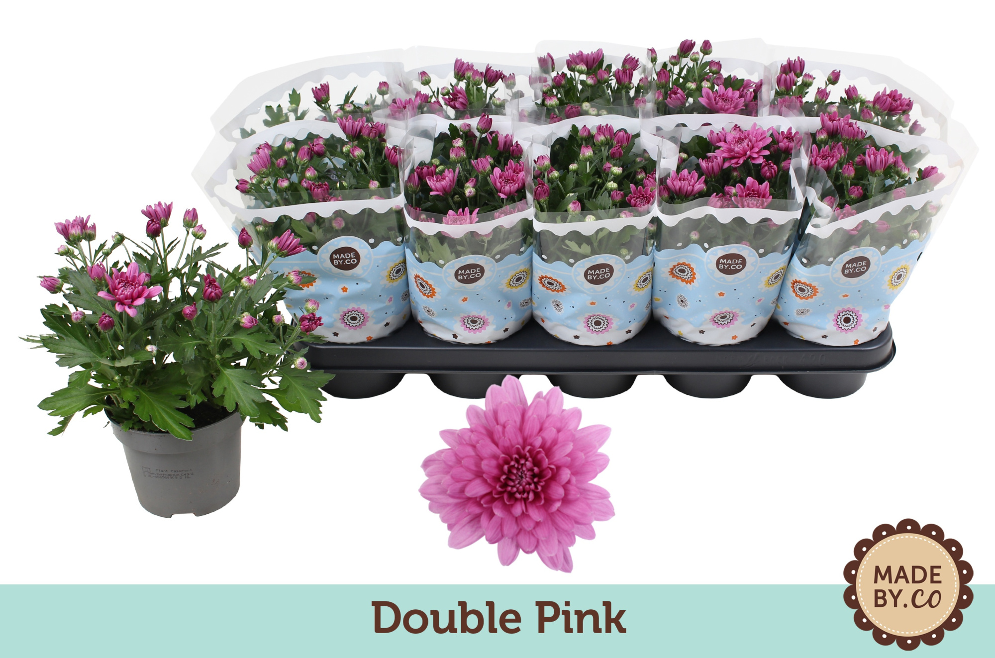 Chrysant Double Pink, D 12