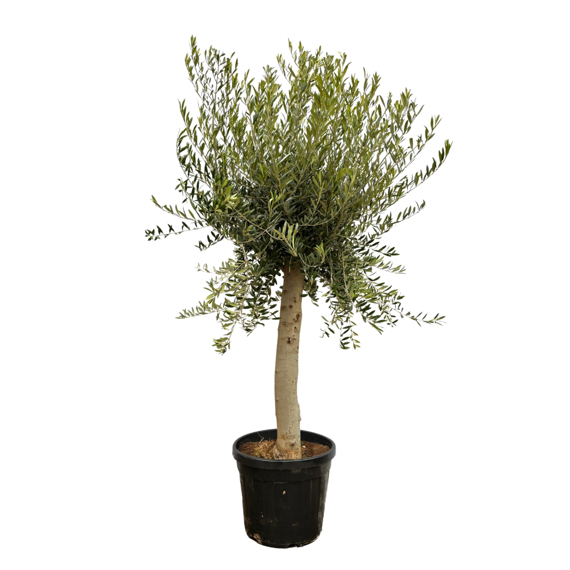 Olea Europaea Lorc - 180cm, D 50