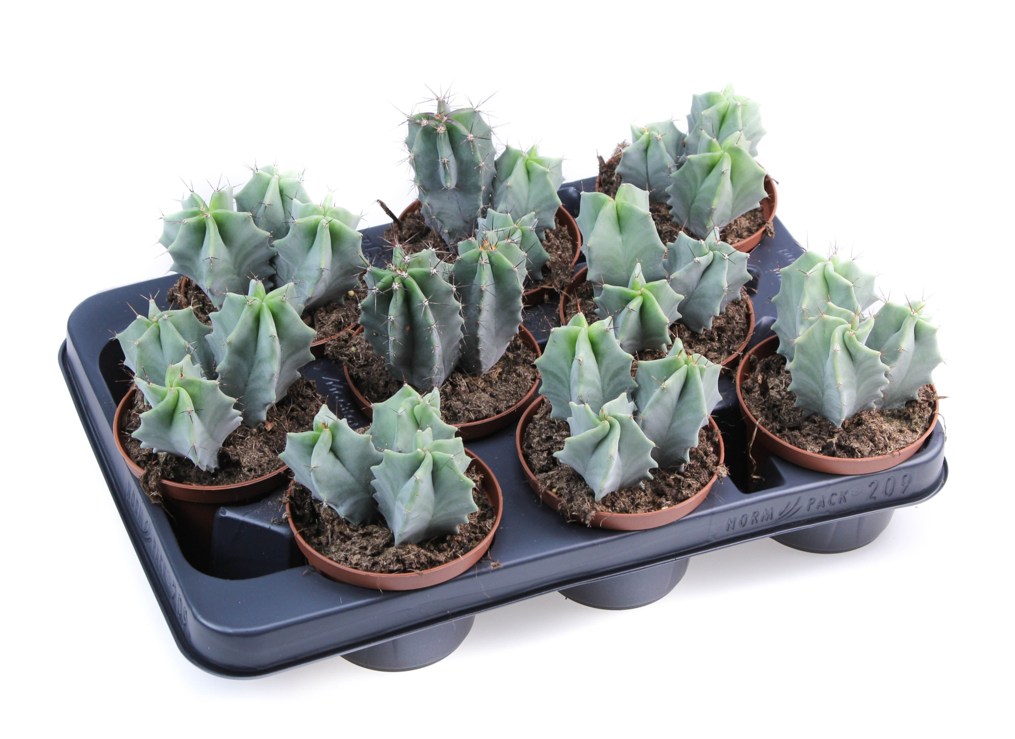 Lemaireocereus Pruinosus, D 10,5