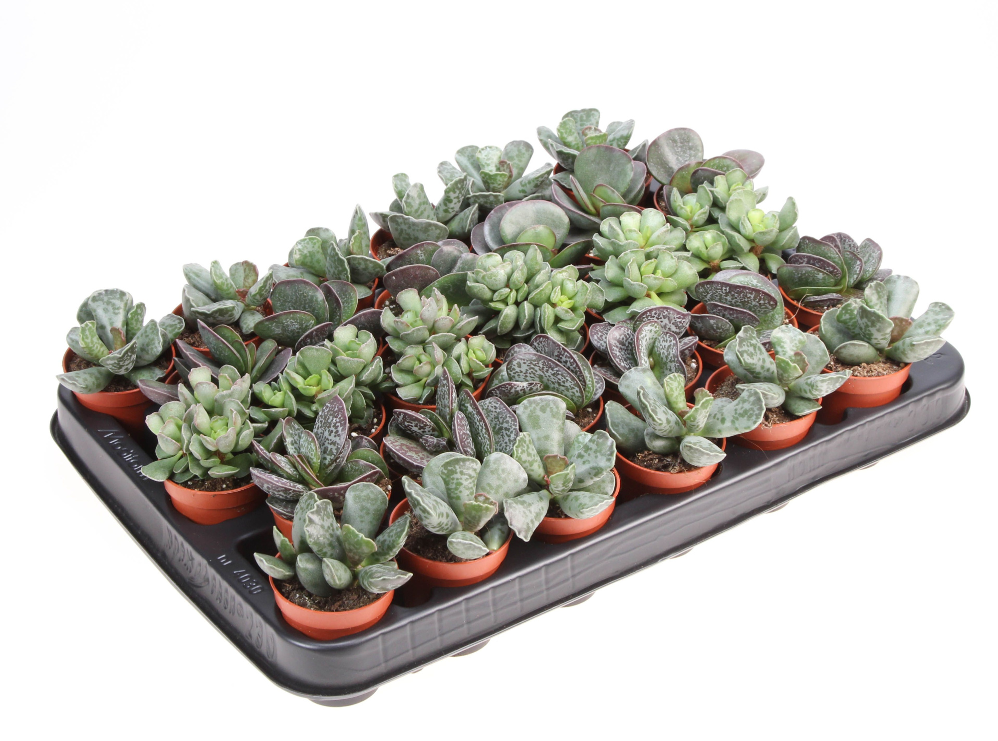 Adromischus mix, D 5,5