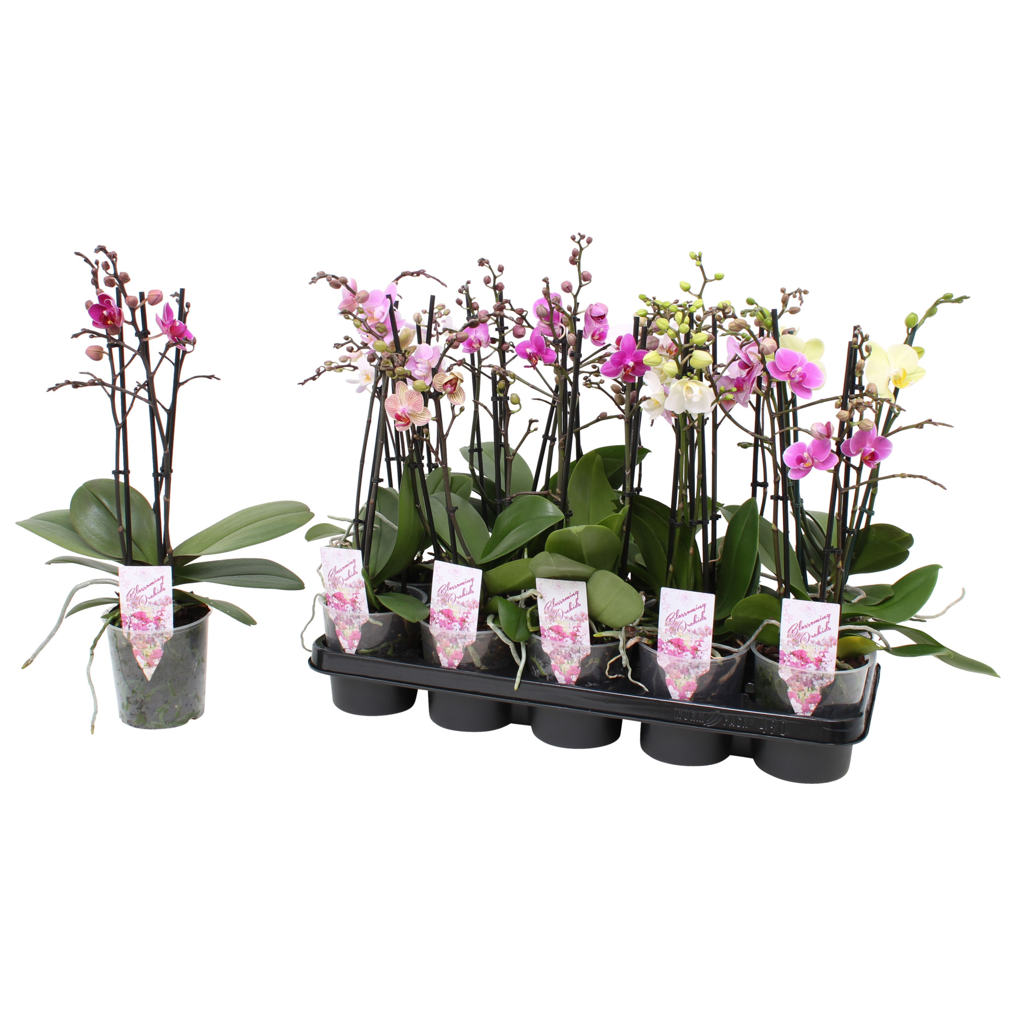 Phal. Multiflora 3-tak mix 30+ bloem "Oh! etiket" 4 kleuren, D 12