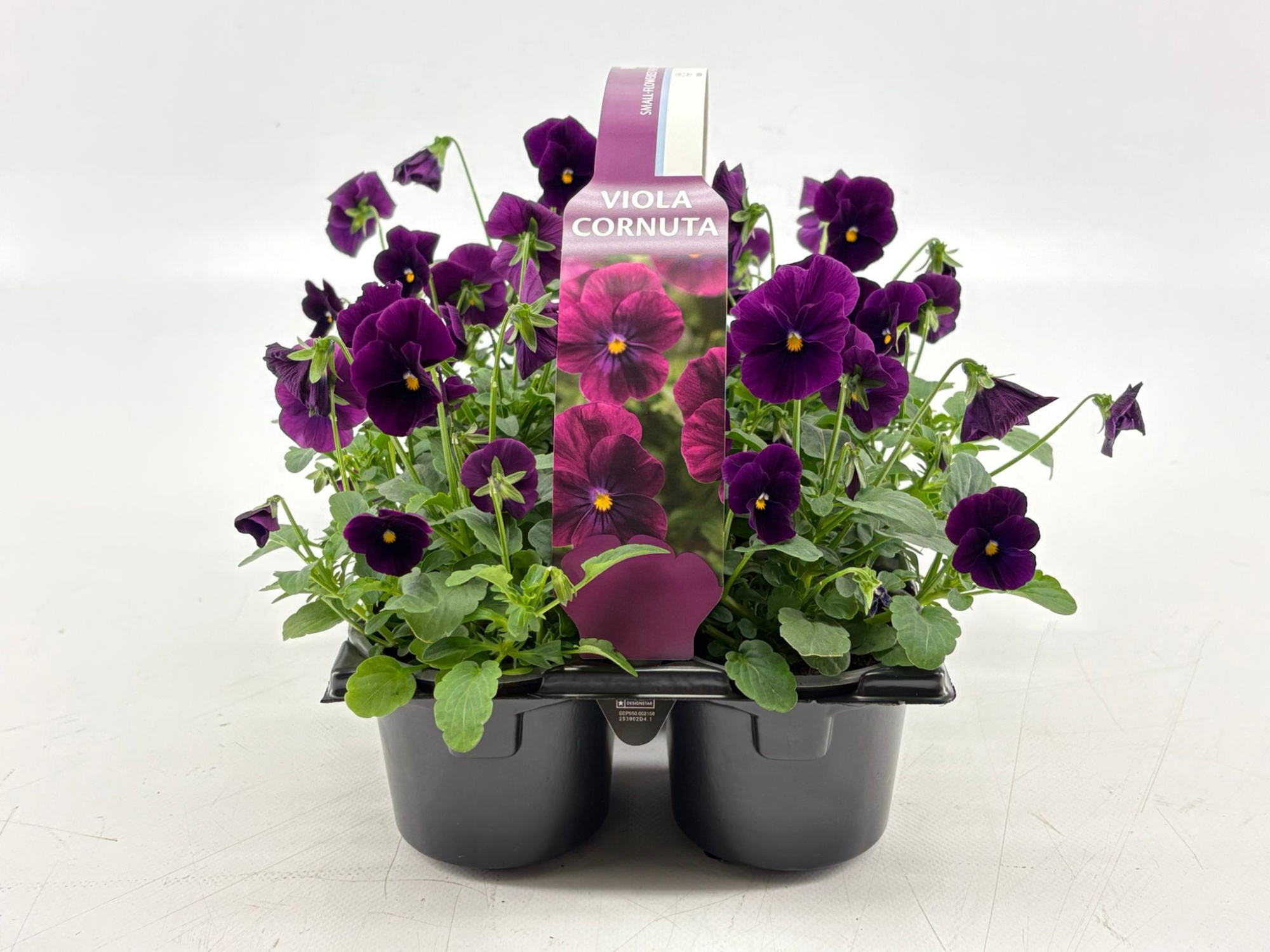 Sixpack Viola Cornuta Violet, D 9