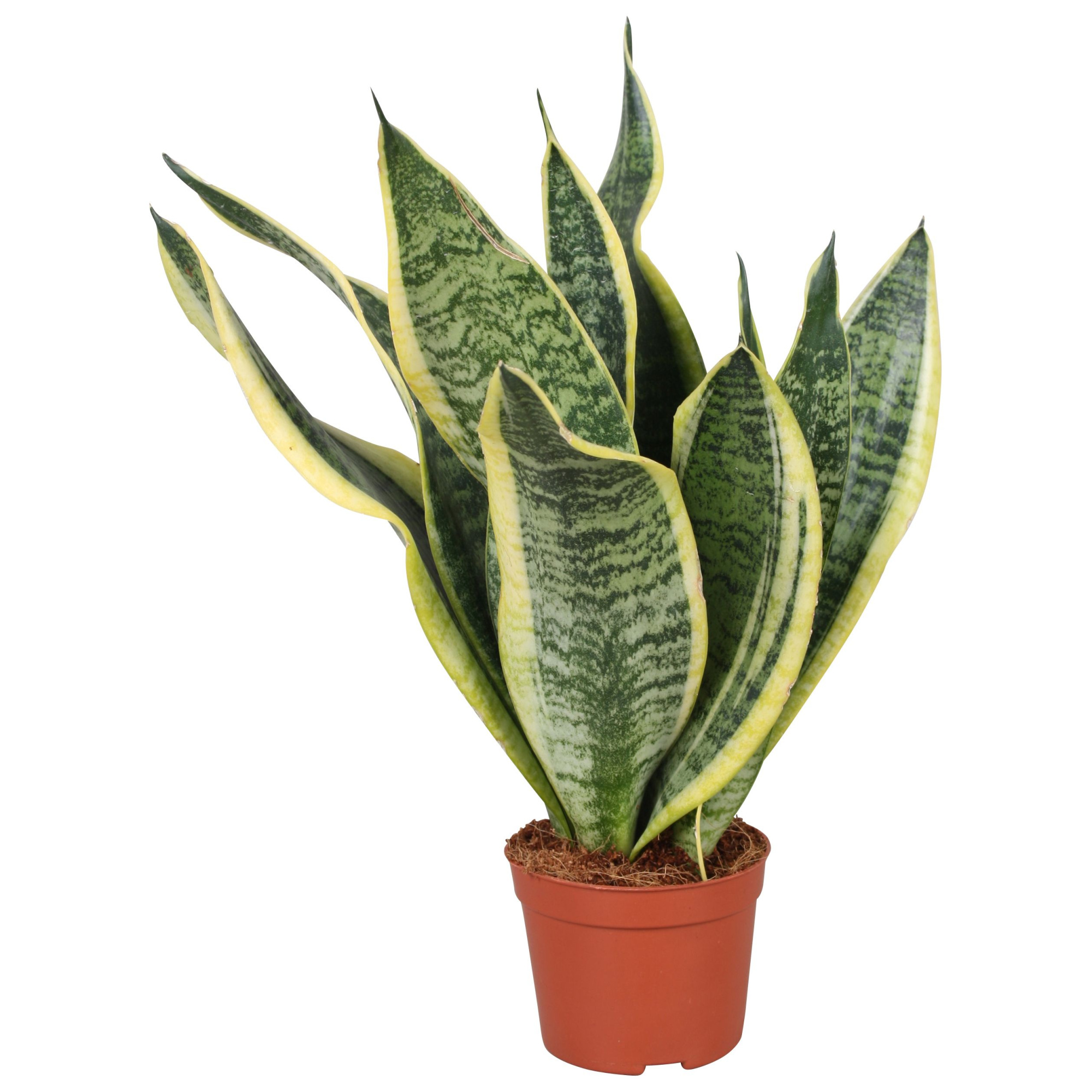 Sansevieria Futura Superba, D 9