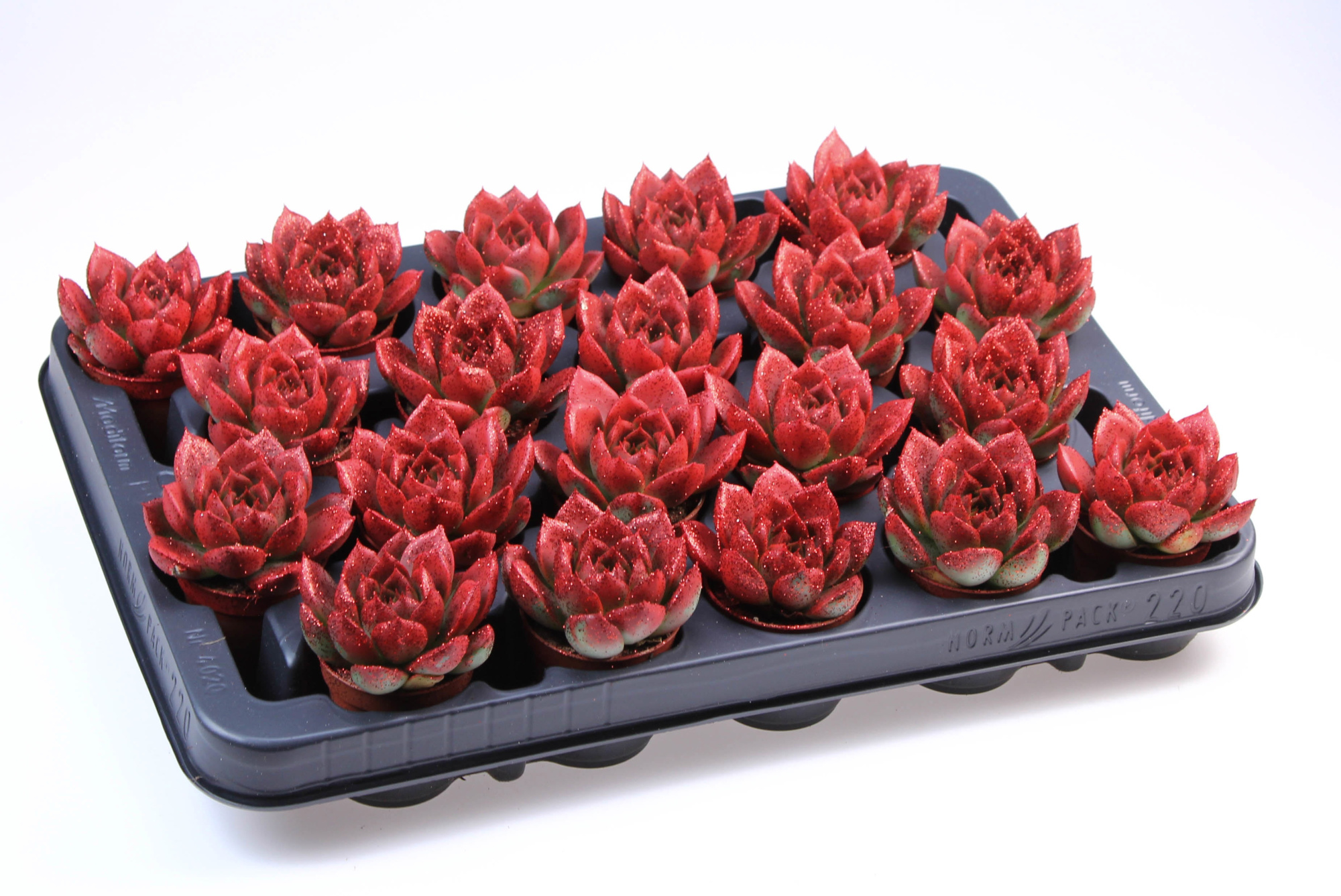 Miranda rood + bio glitter, D 5,5