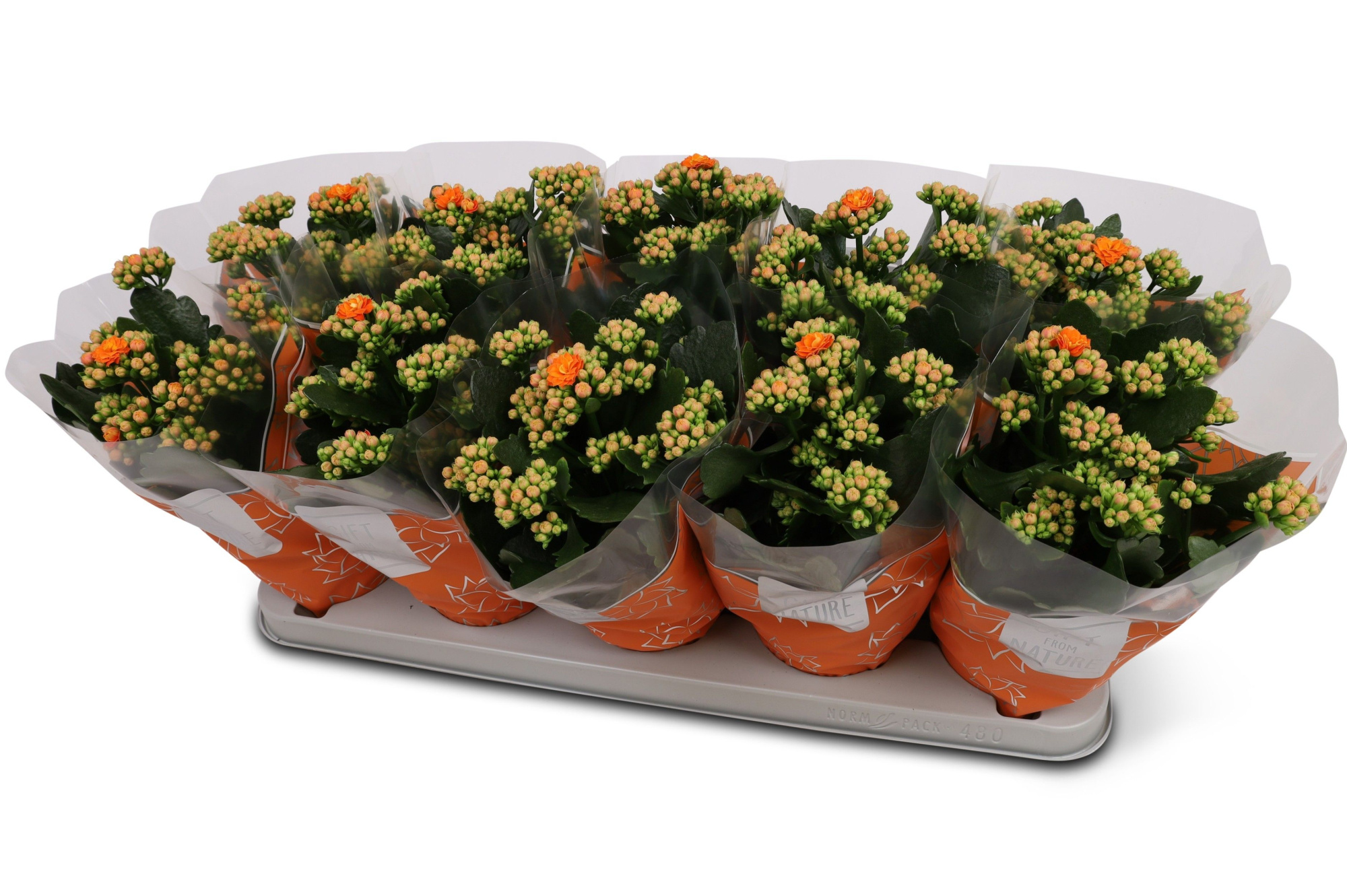 Kalanchoë Perfecta Orange GFN hoes, D 12