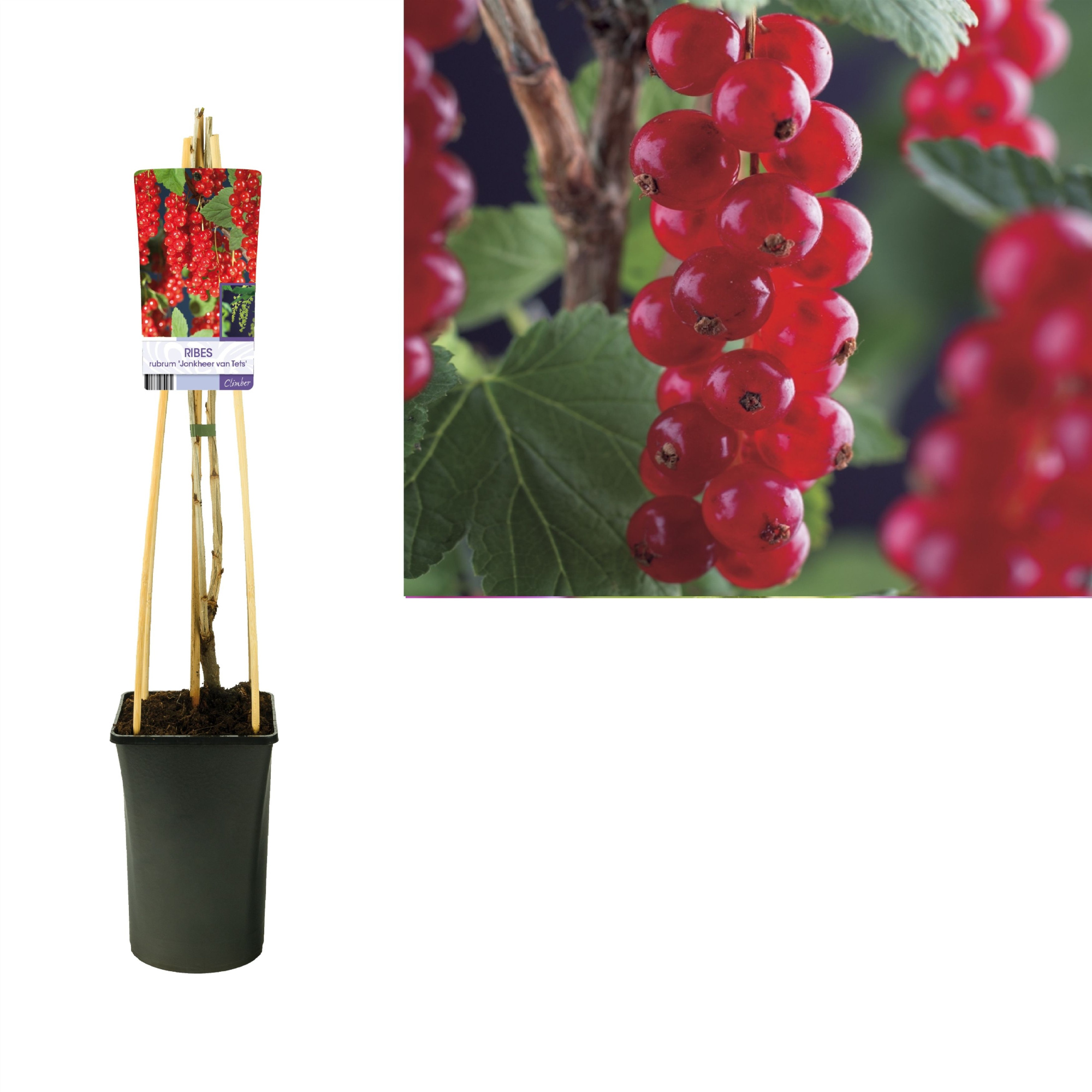 Ribes rubrum 'Jonkheer van Tets' +light label, D 17