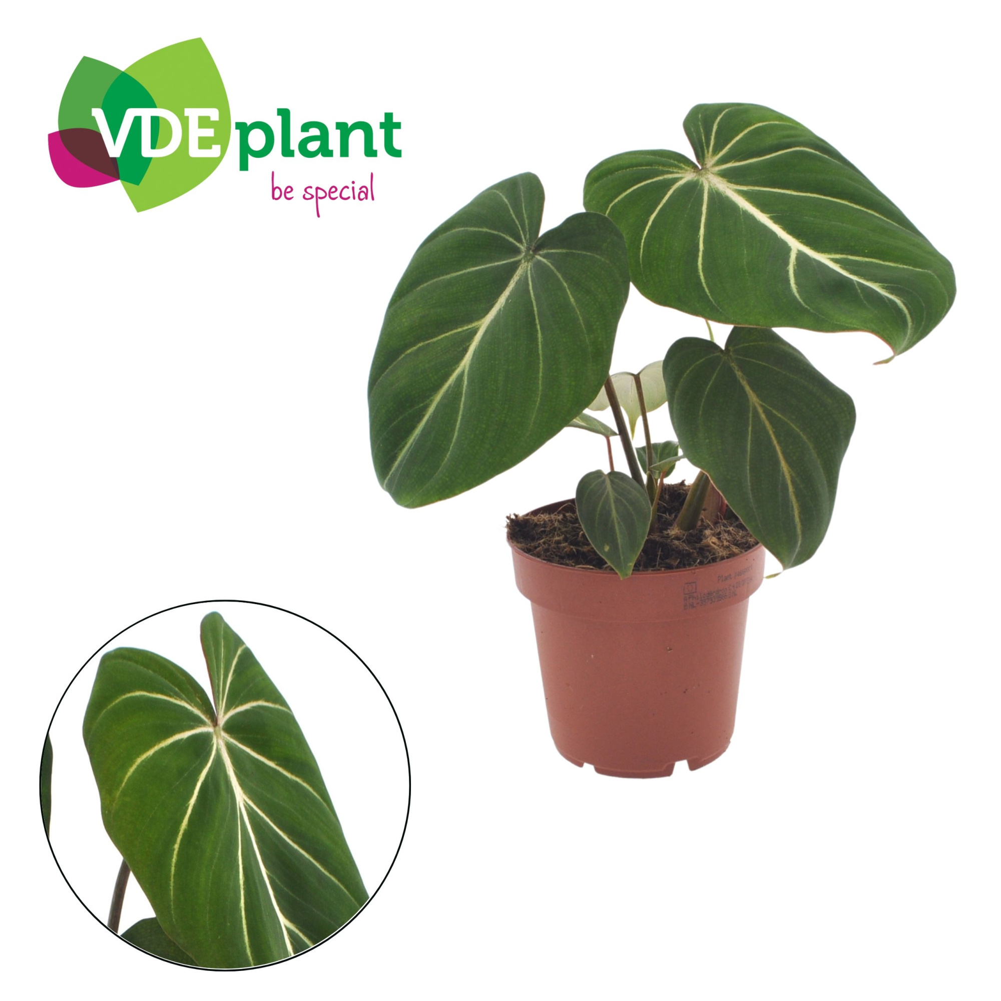 Philodendron Gloriosum 12cm, D 12