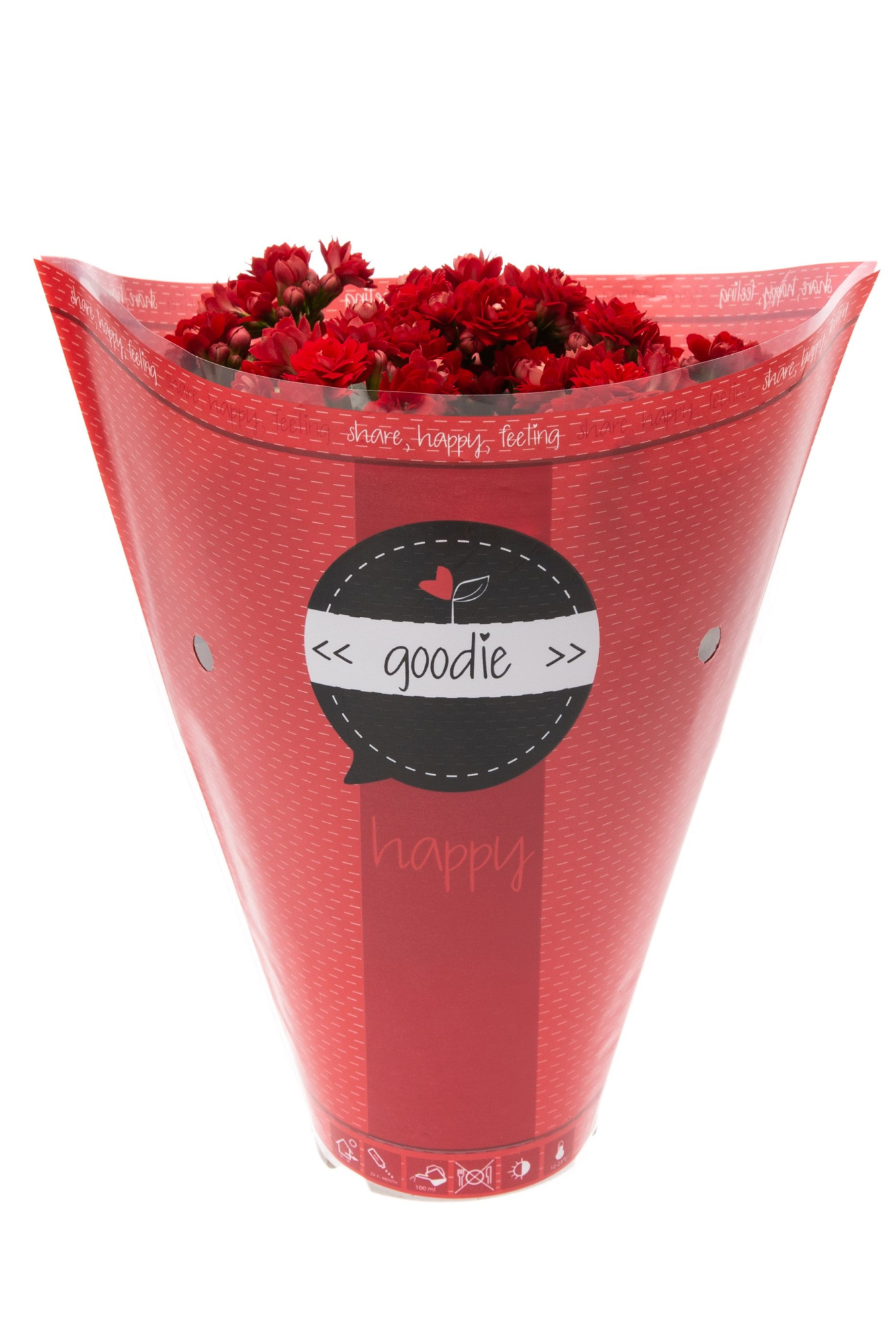 Kalanchoe dbl. Goodie Red, D 10,5