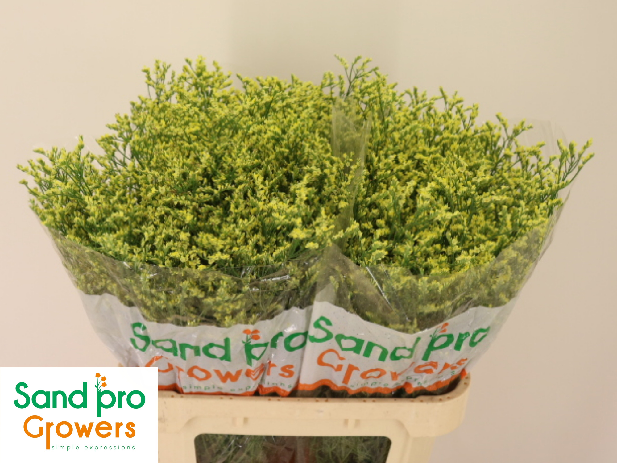 Лимониум Чайна Саммер 80, шт.