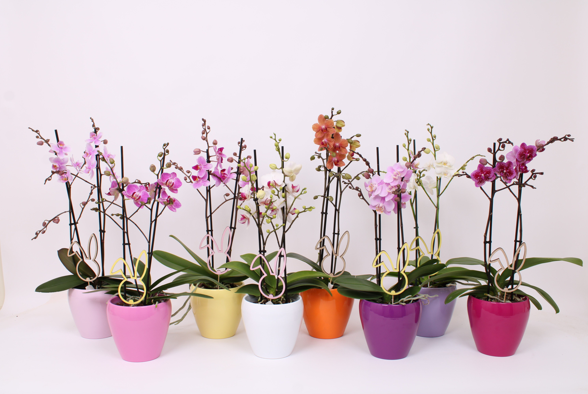 Phal. Multi 2-tak mix in keramiek Sofia mix met bijsteker Pasen, D 12